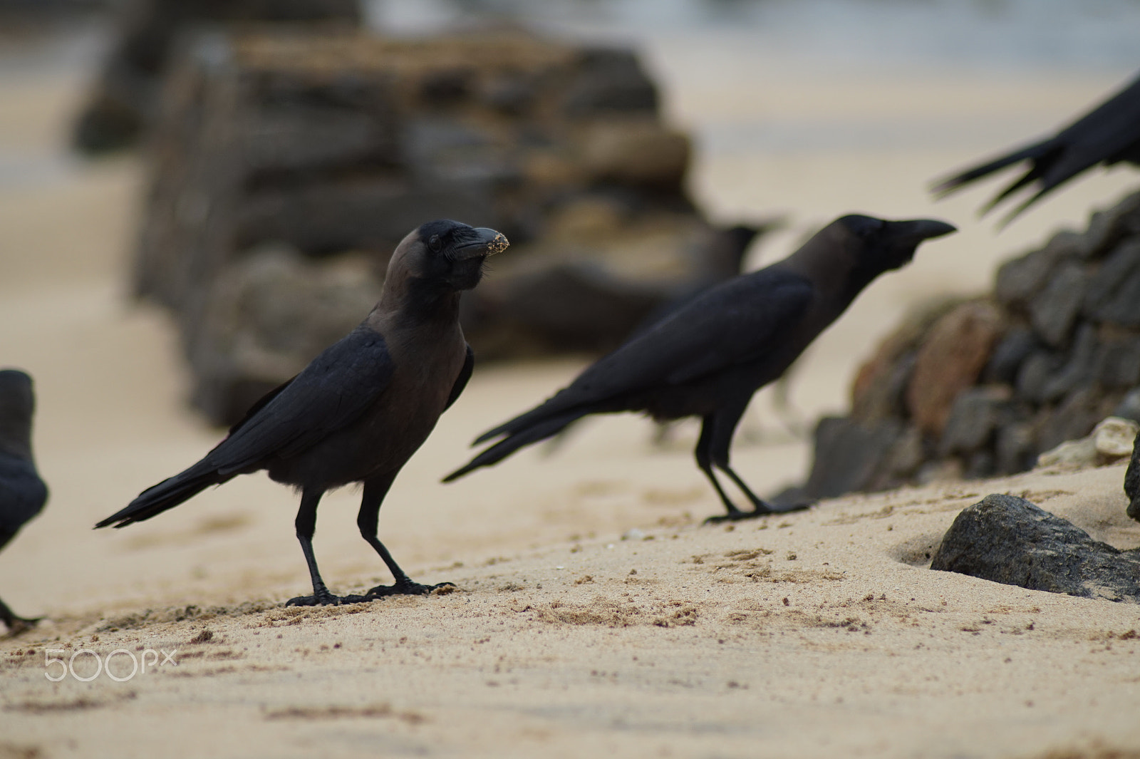 Tamron 18-270mm F3.5-6.3 Di II PZD sample photo. Raven photography