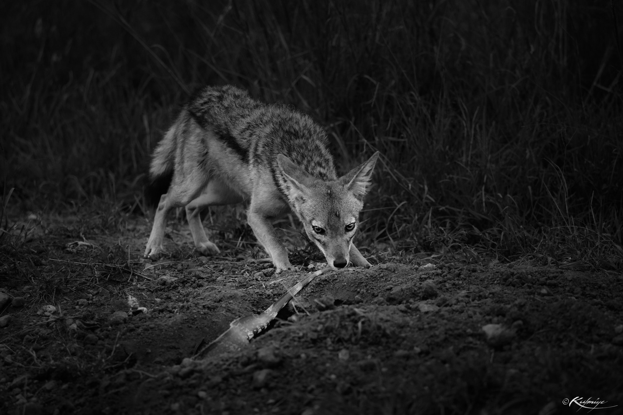 Canon EF 70-200mm F4L IS USM sample photo. Am on your tail photography
