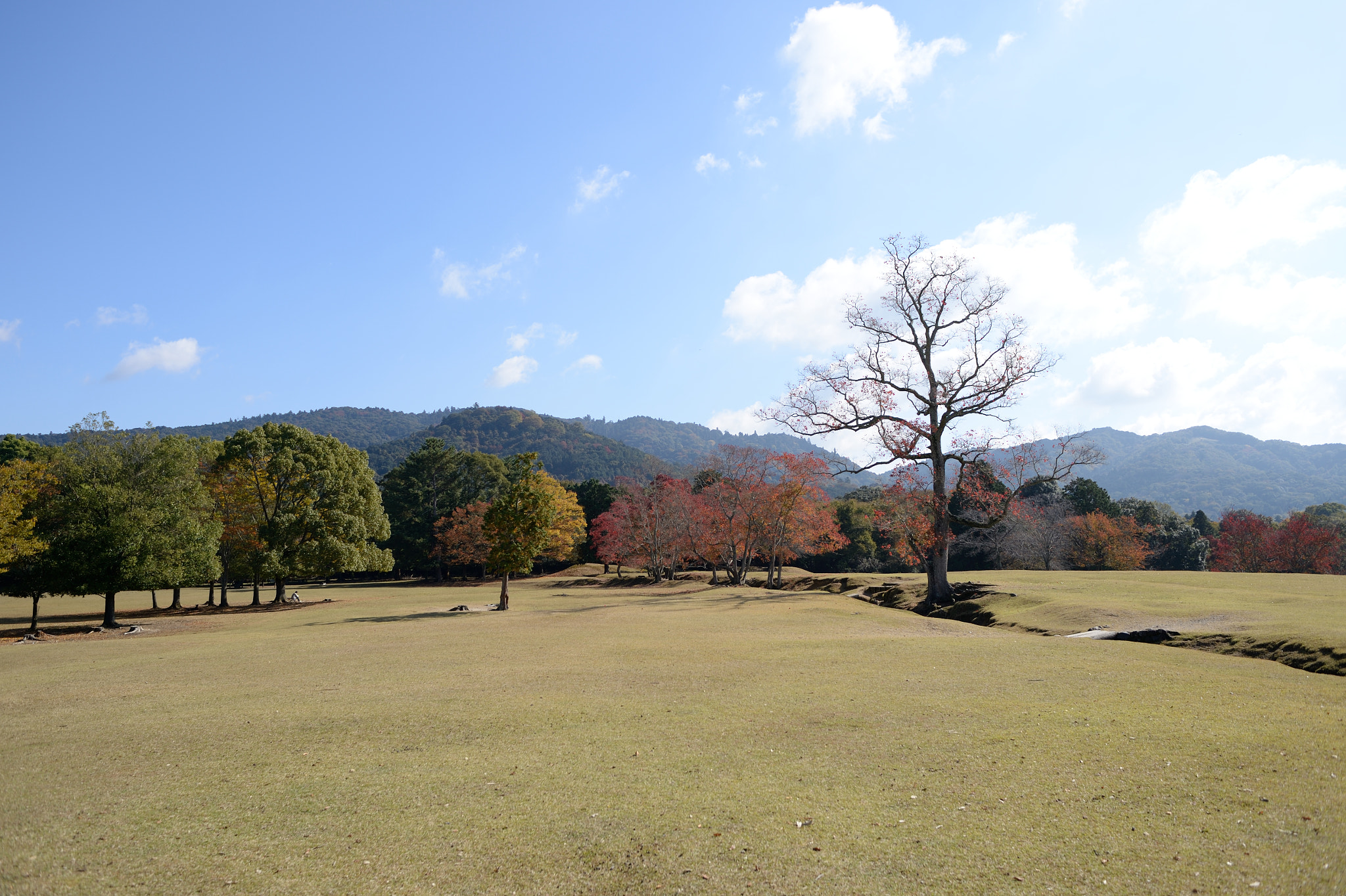 Nikon AF Nikkor 28mm F2.8D sample photo. Autumn field photography