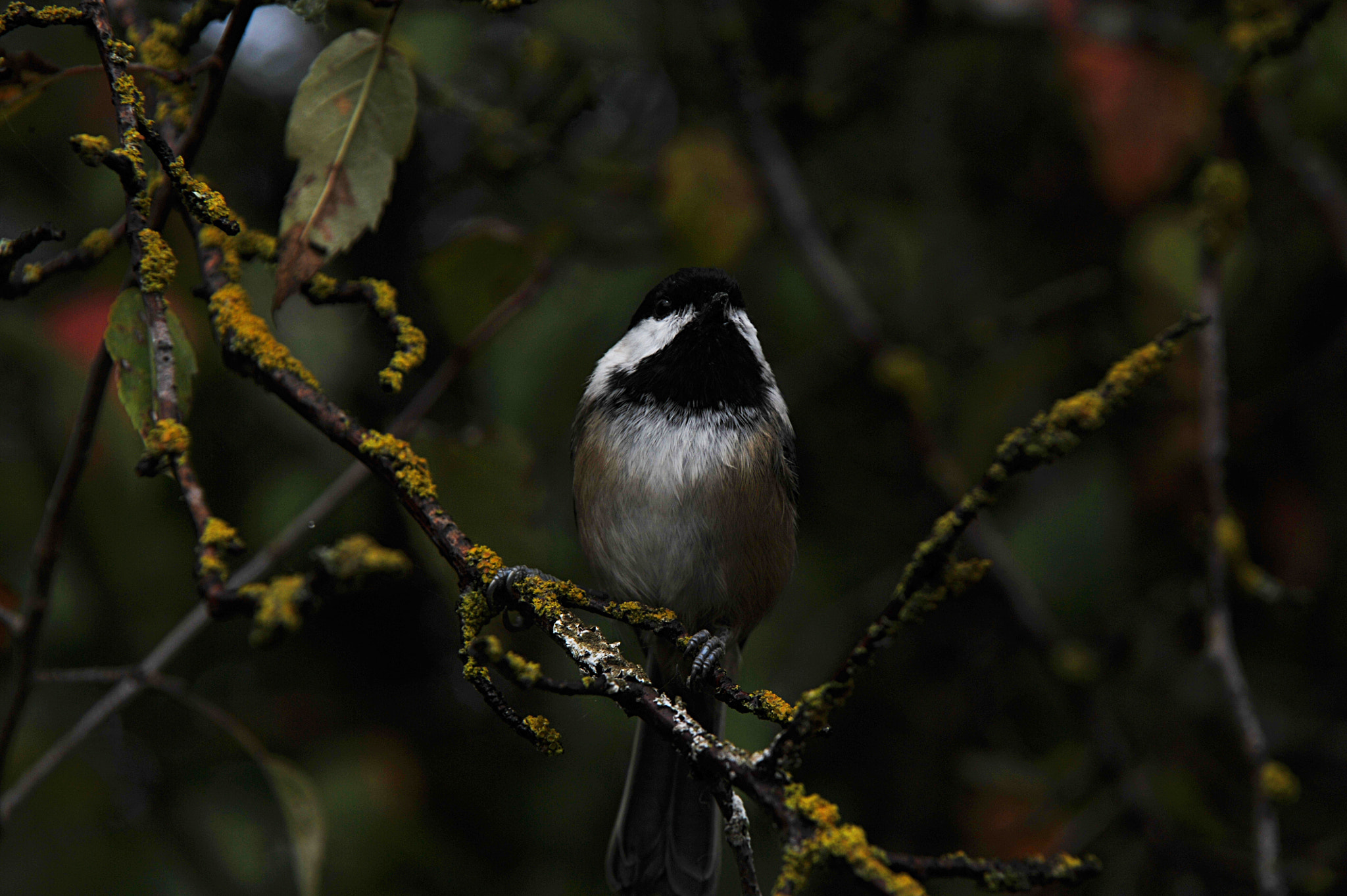 Nikon D3S sample photo. ...鳥... photography