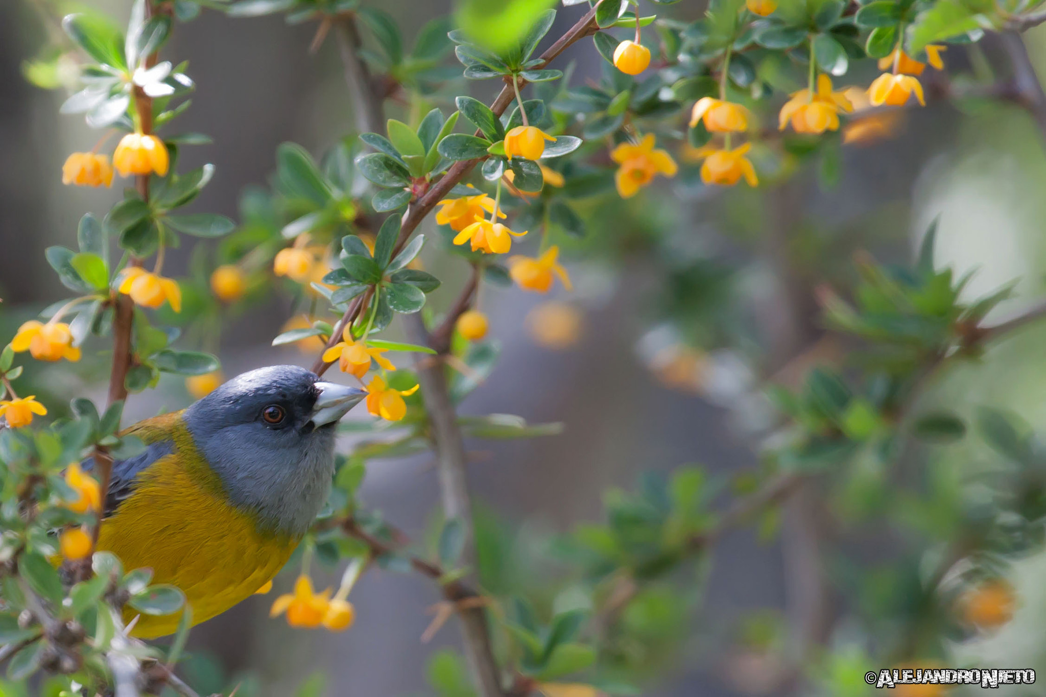 Canon EOS-1D Mark III sample photo. Comesebo patagónico (phrygilus patagonicus) photography