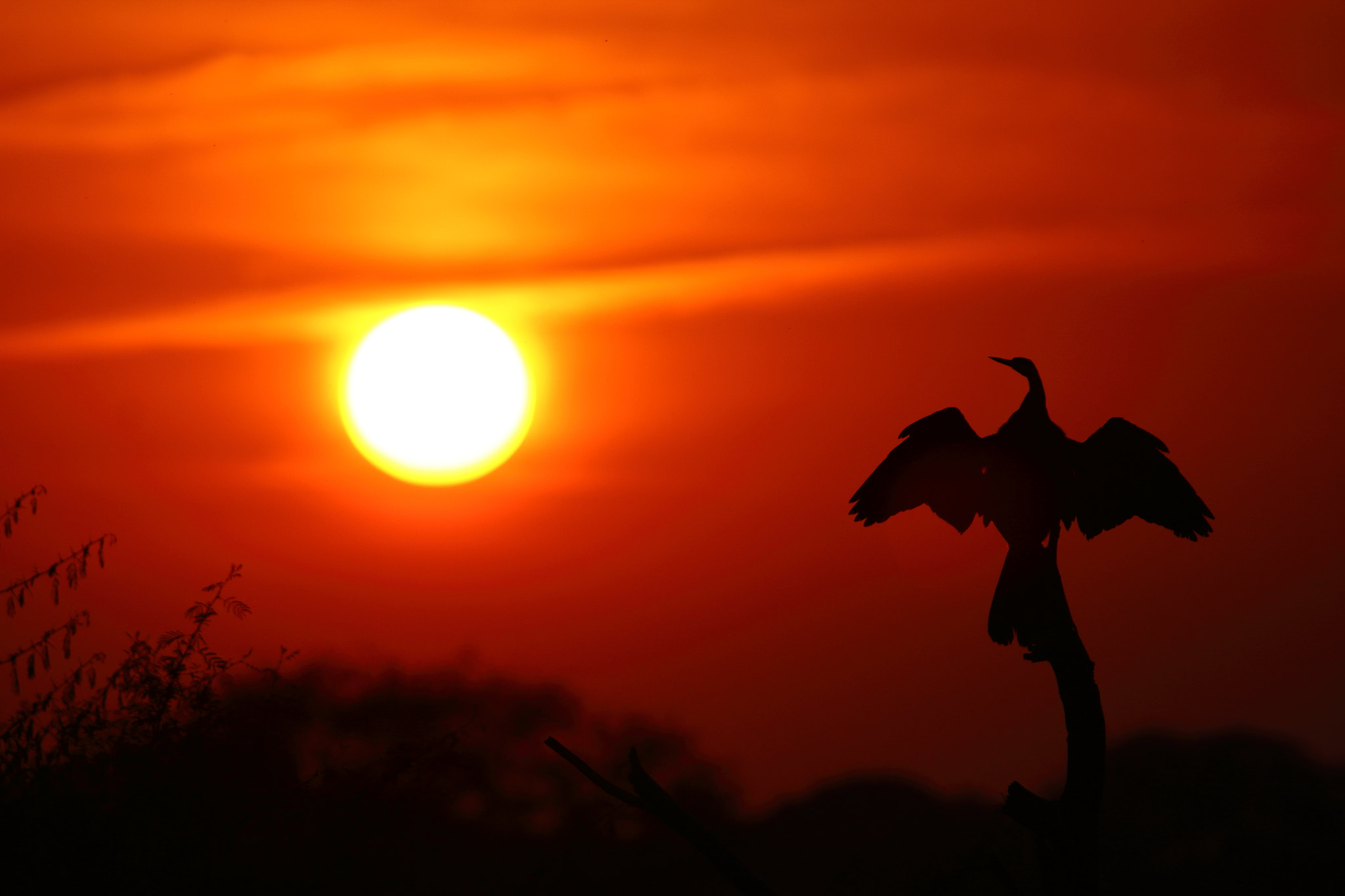 Canon EF 100-400mm F4.5-5.6L IS USM sample photo. Darter at sunset photography