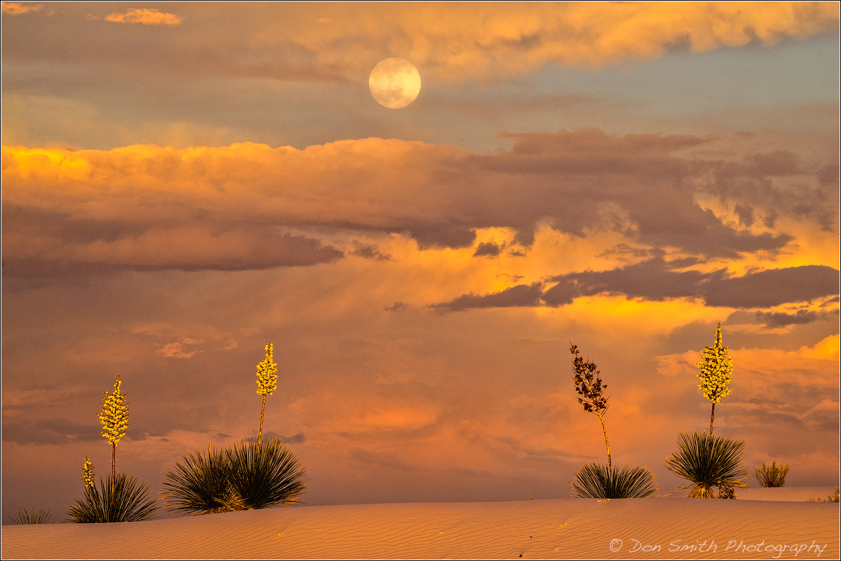 Sony a7R + Tamron SP 150-600mm F5-6.3 Di VC USD sample photo. A full moon rises over yuccas near sunset at white sands national monument, new mexico, usa photography