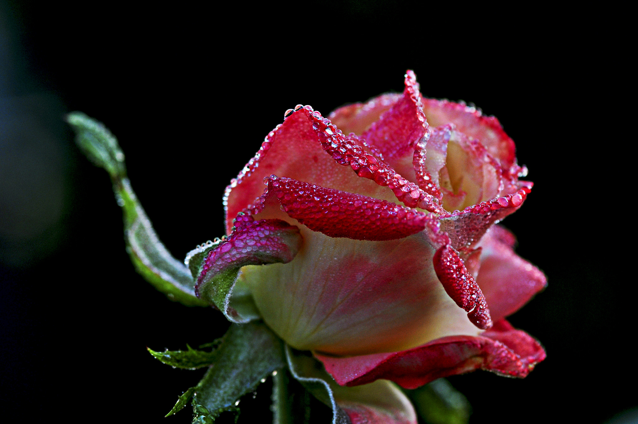 Nikon D300 + AF Micro-Nikkor 105mm f/2.8 sample photo. После дождя photography