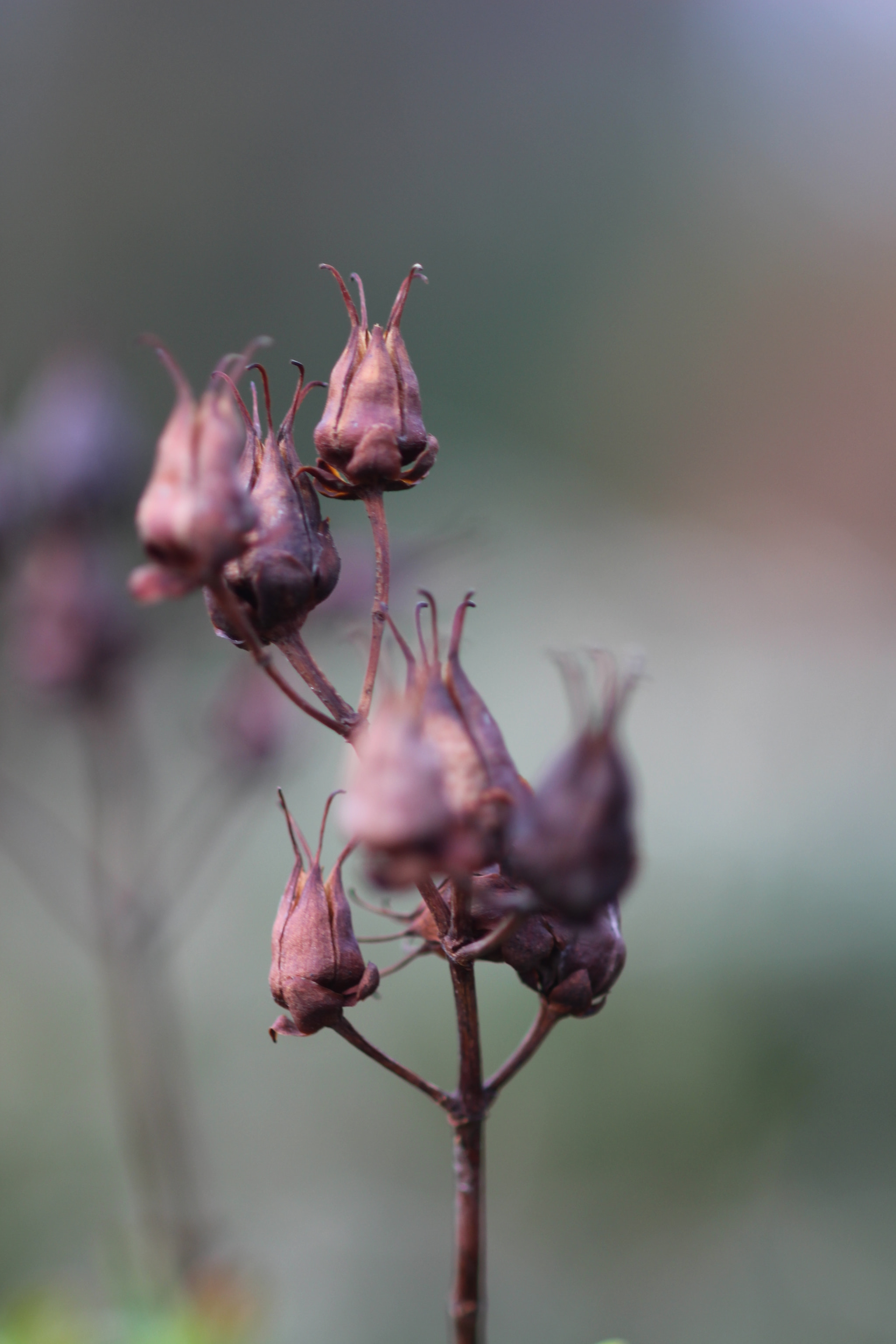 Canon EF 100mm F2.8 Macro USM sample photo. Blurred photography