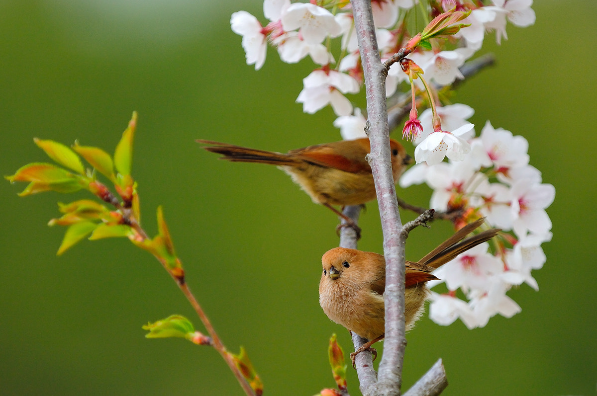 Nikon D2X + Sigma 500mm F4.5 EX DG HSM sample photo. Parrotbill photography