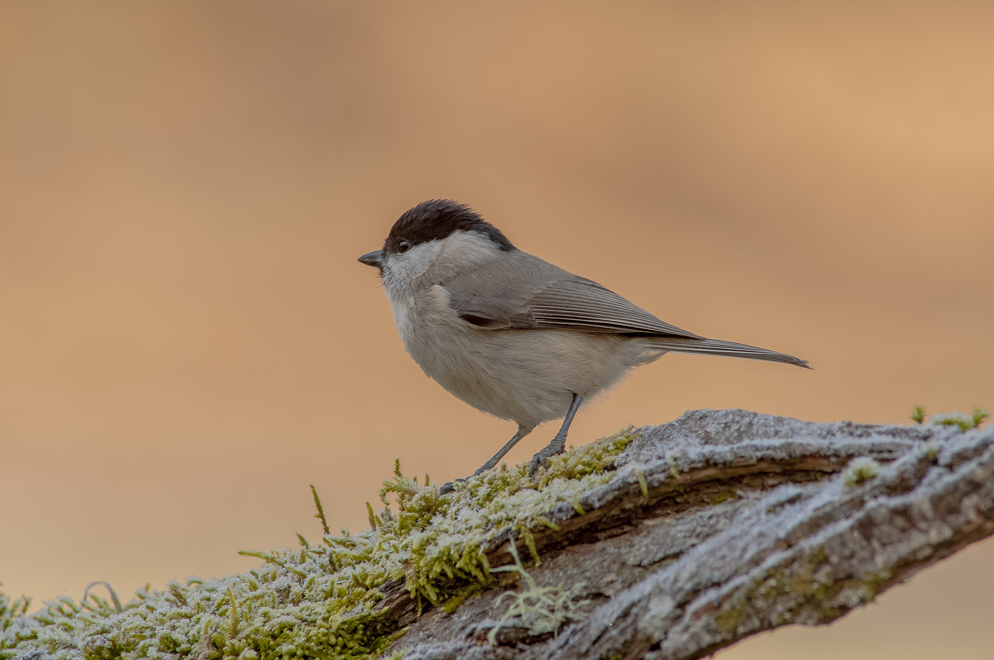 AF Nikkor 300mm f/4 IF-ED sample photo. -7 º c photography
