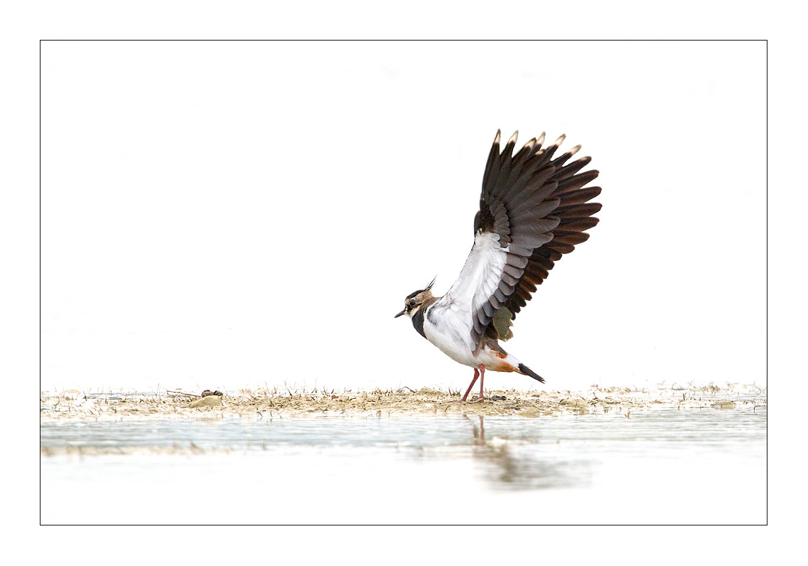 Canon EF 300mm F2.8L IS USM sample photo. Vanneau photography