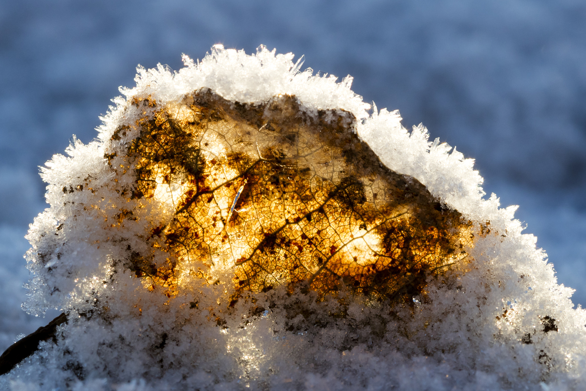 Canon EOS 5DS + Canon EF 100mm F2.8 Macro USM sample photo. Old leaf and snow photography