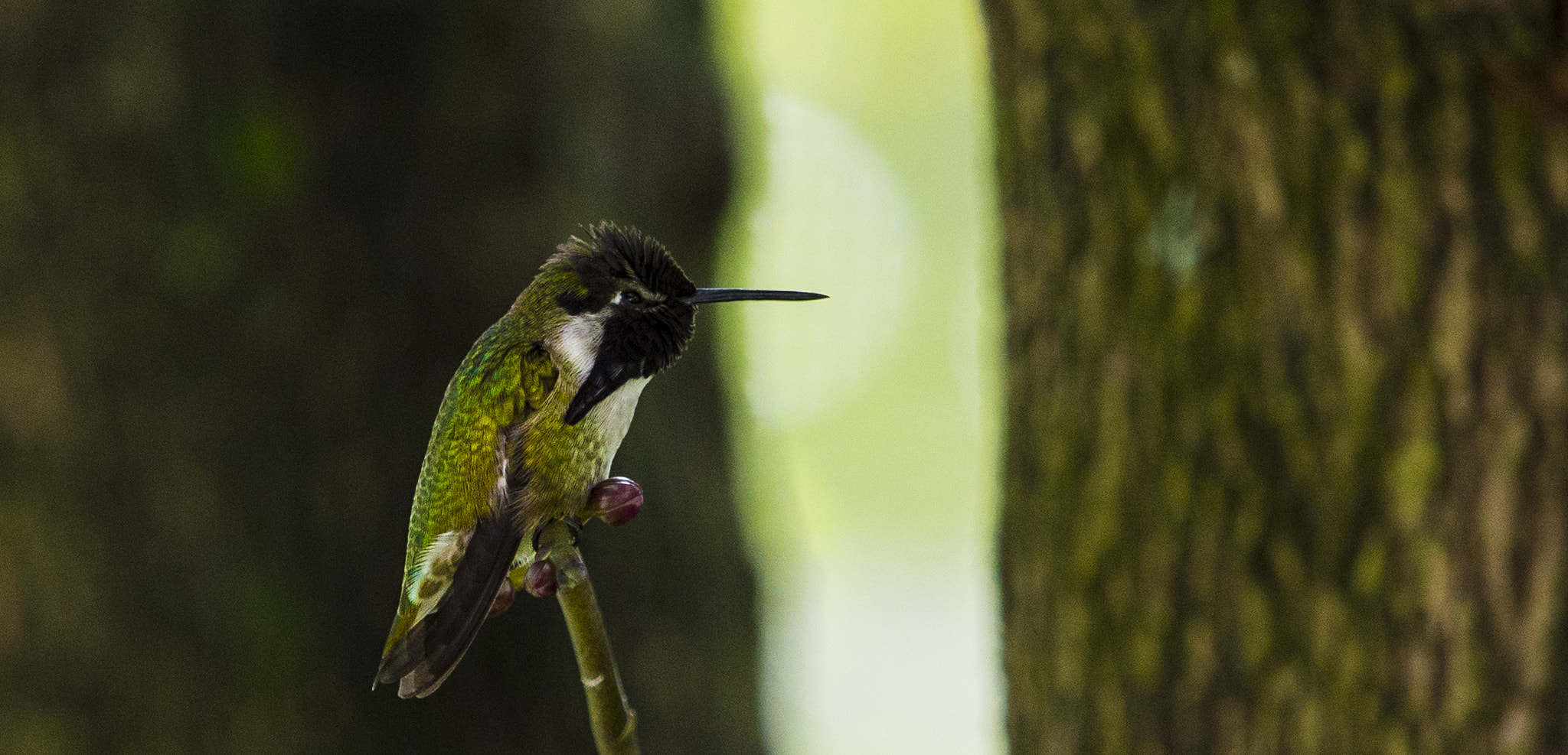 Panasonic Lumix DMC-GH3 + Olympus M.Zuiko Digital ED 40-150mm F2.8 Pro sample photo. Hummingbird photography