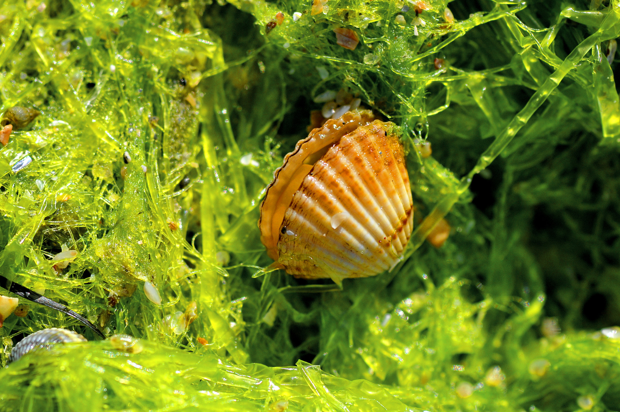 Nikon D300 + AF Micro-Nikkor 105mm f/2.8 sample photo. Влипла photography