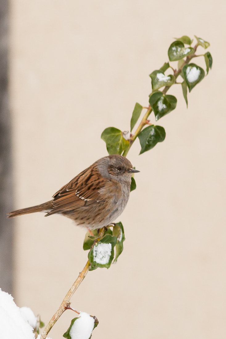 Canon EF 300mm F4L IS USM sample photo. Small bird photography