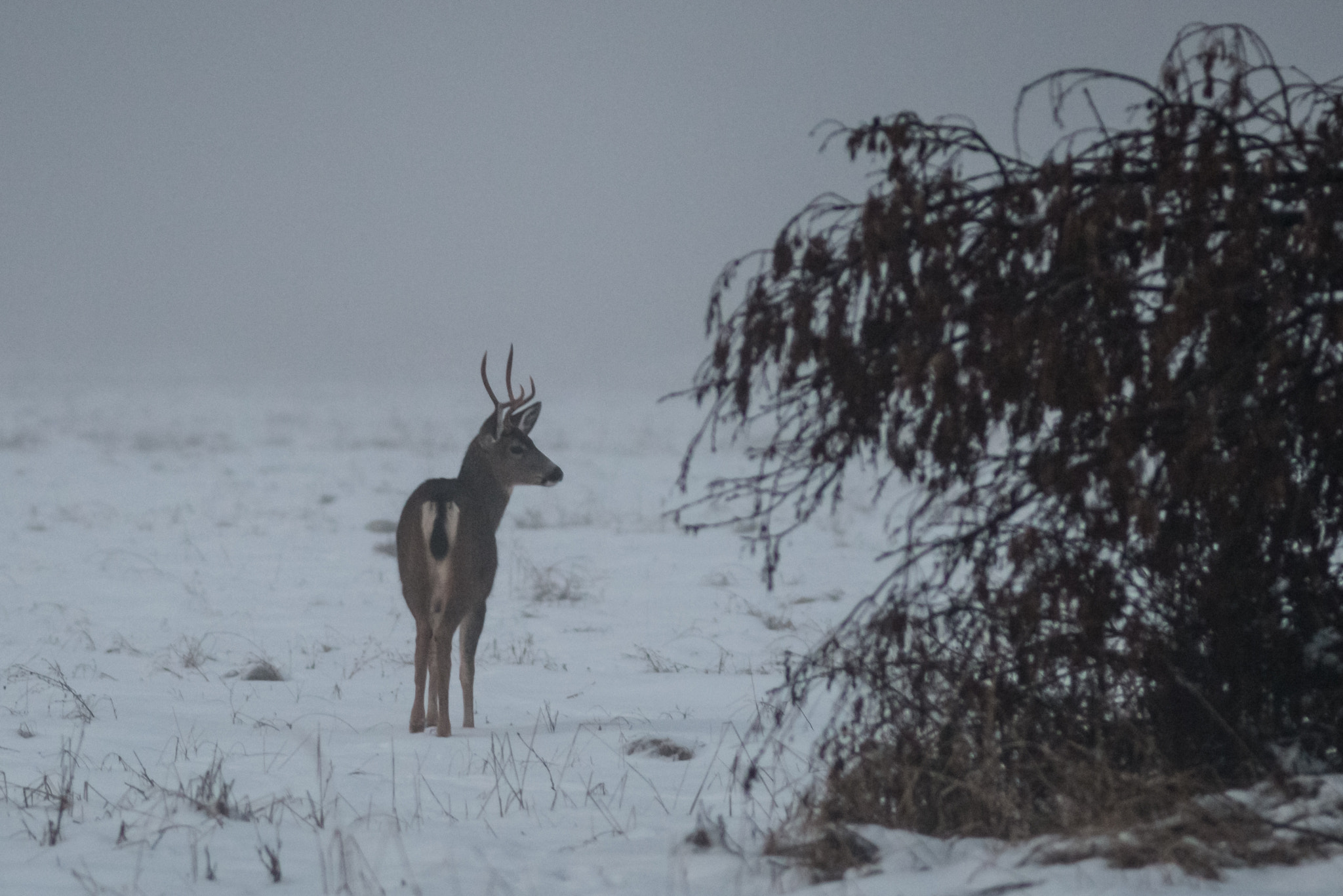 Nikon D800E + Nikon AF Nikkor 180mm F2.8D ED-IF sample photo. Deer @ yosemite photography