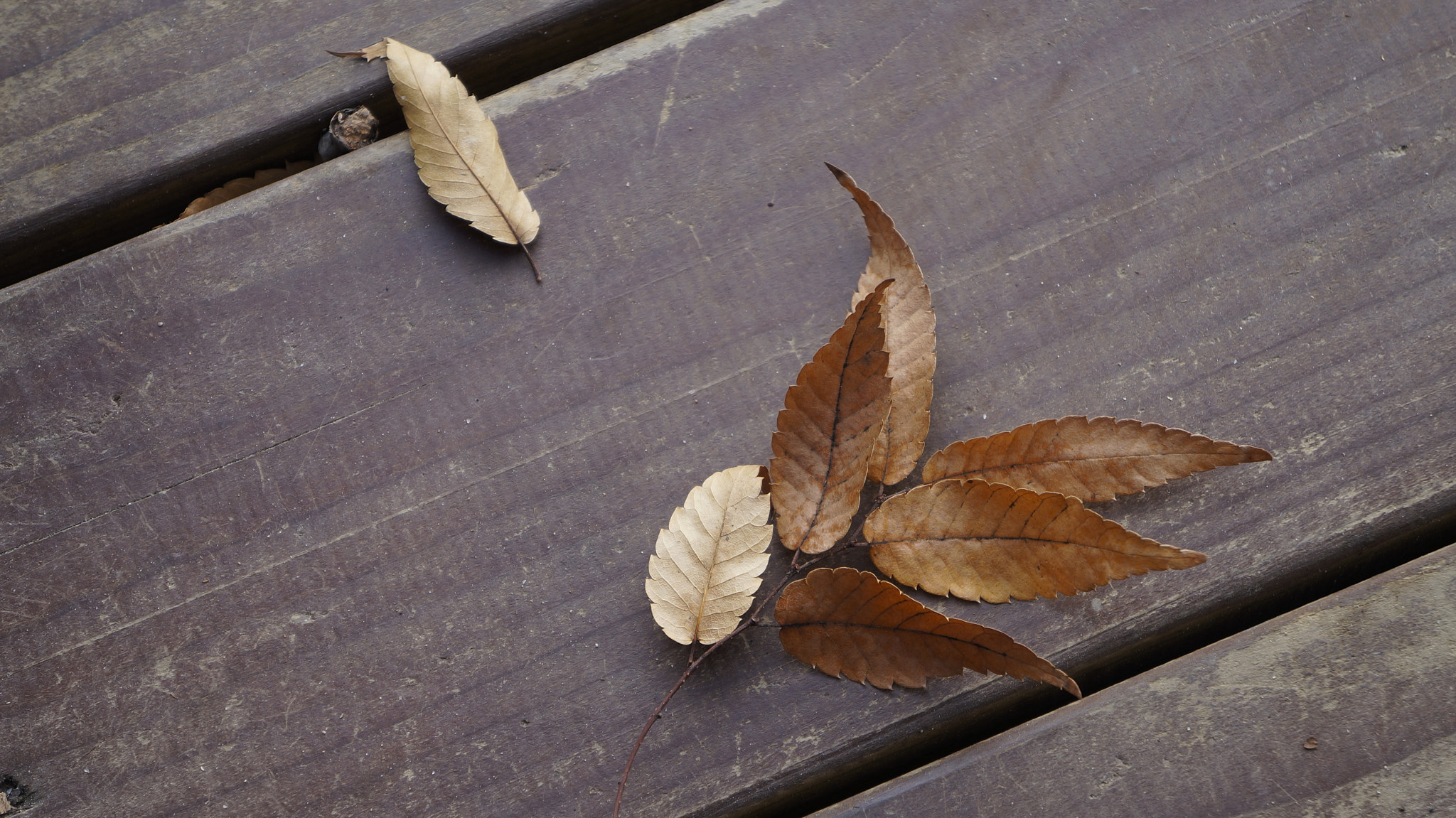 Sony FE 28-70mm F3.5-5.6 OSS sample photo. Leaves and lines photography