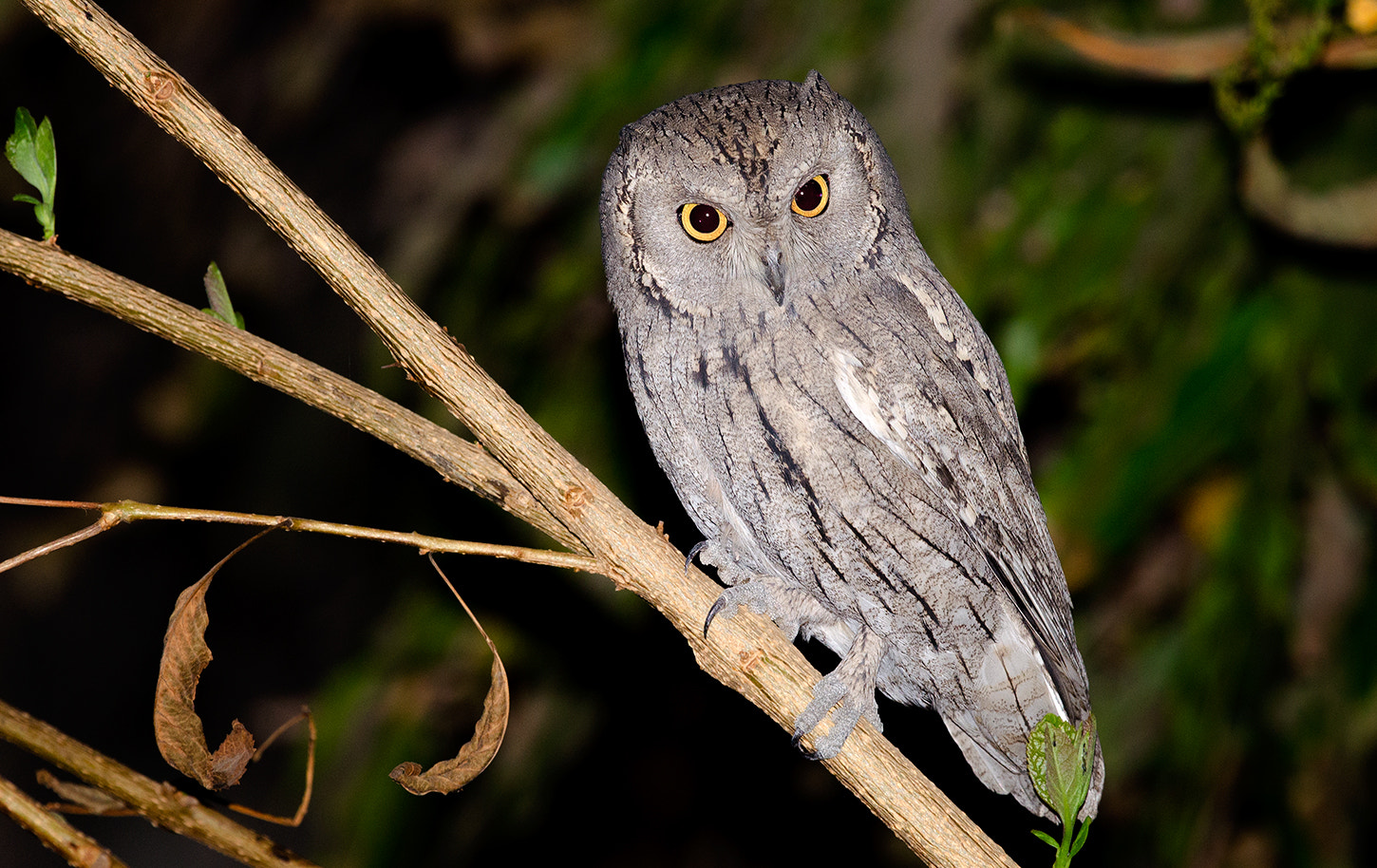 Nikon D7000 + Nikon AF-S Nikkor 500mm F4G ED VR sample photo. Pallid scops owl photography