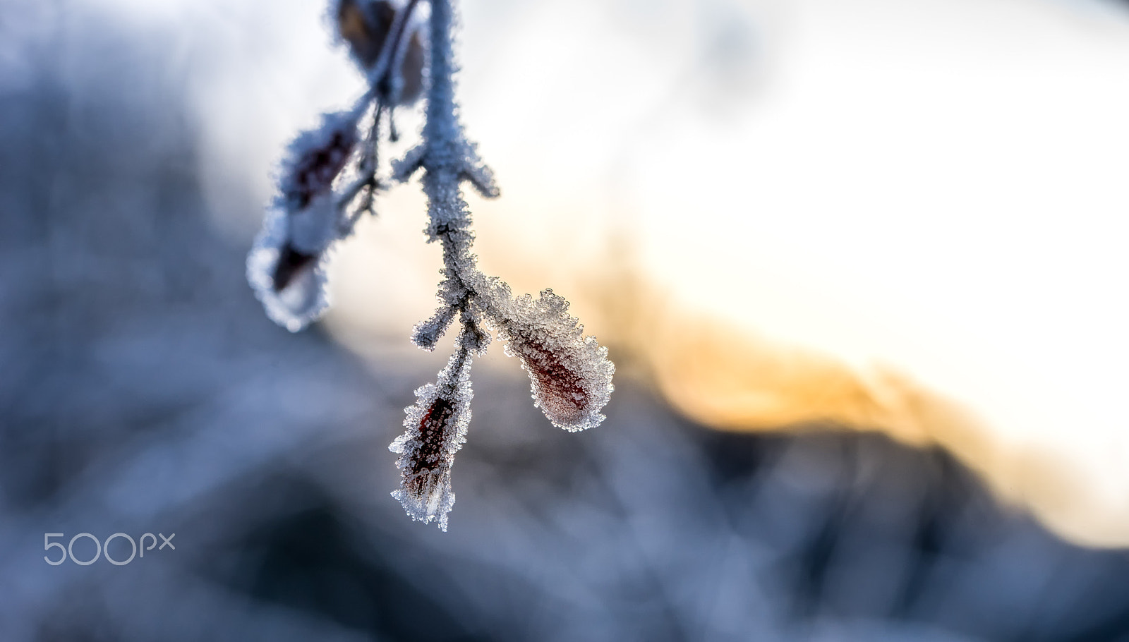 Sony a7 II + 90mm F2.8 Macro SSM sample photo. Frost photography