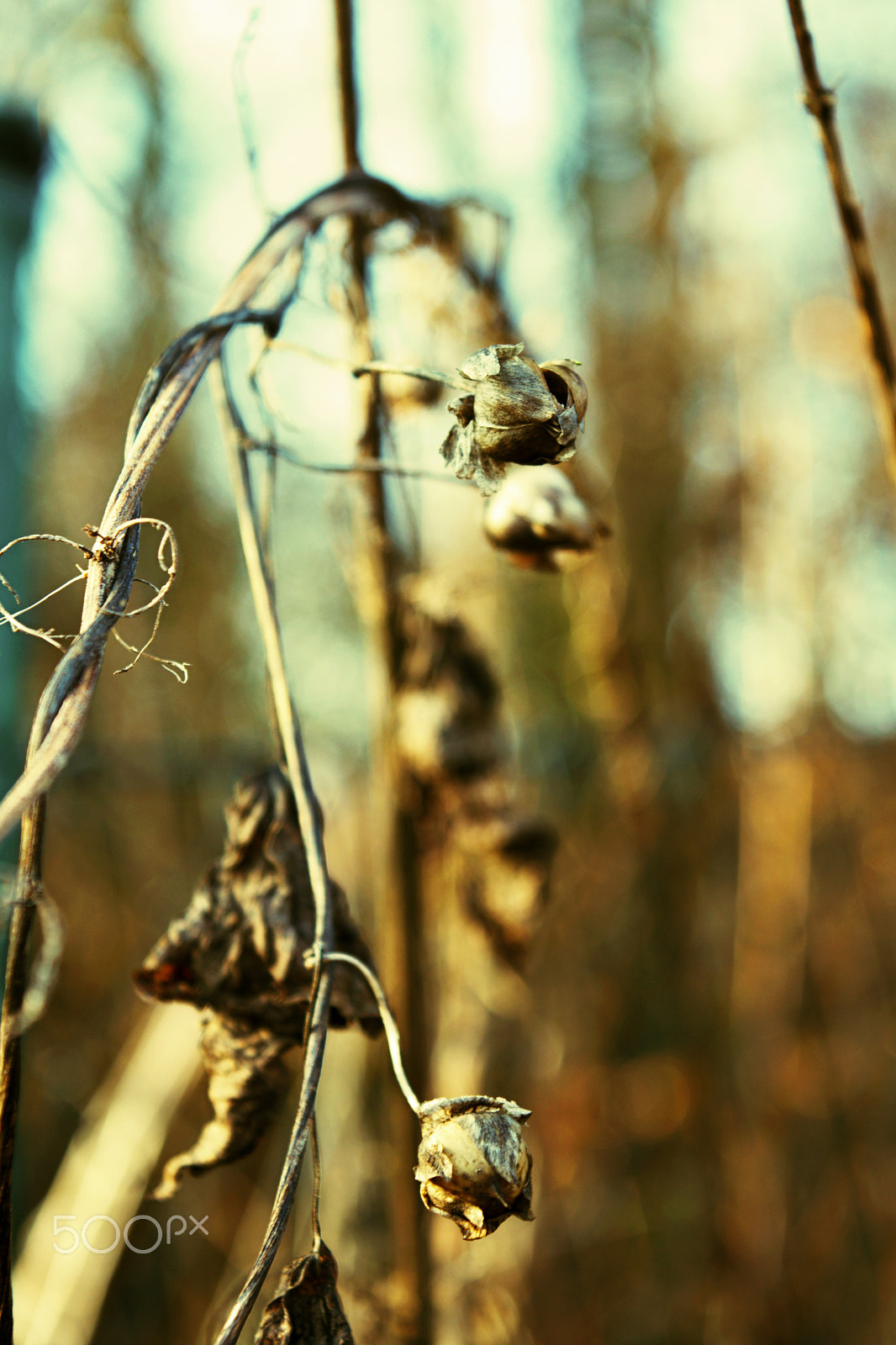 18.00 - 55.00 mm f/3.5 - 5.6 sample photo. Autumn photography