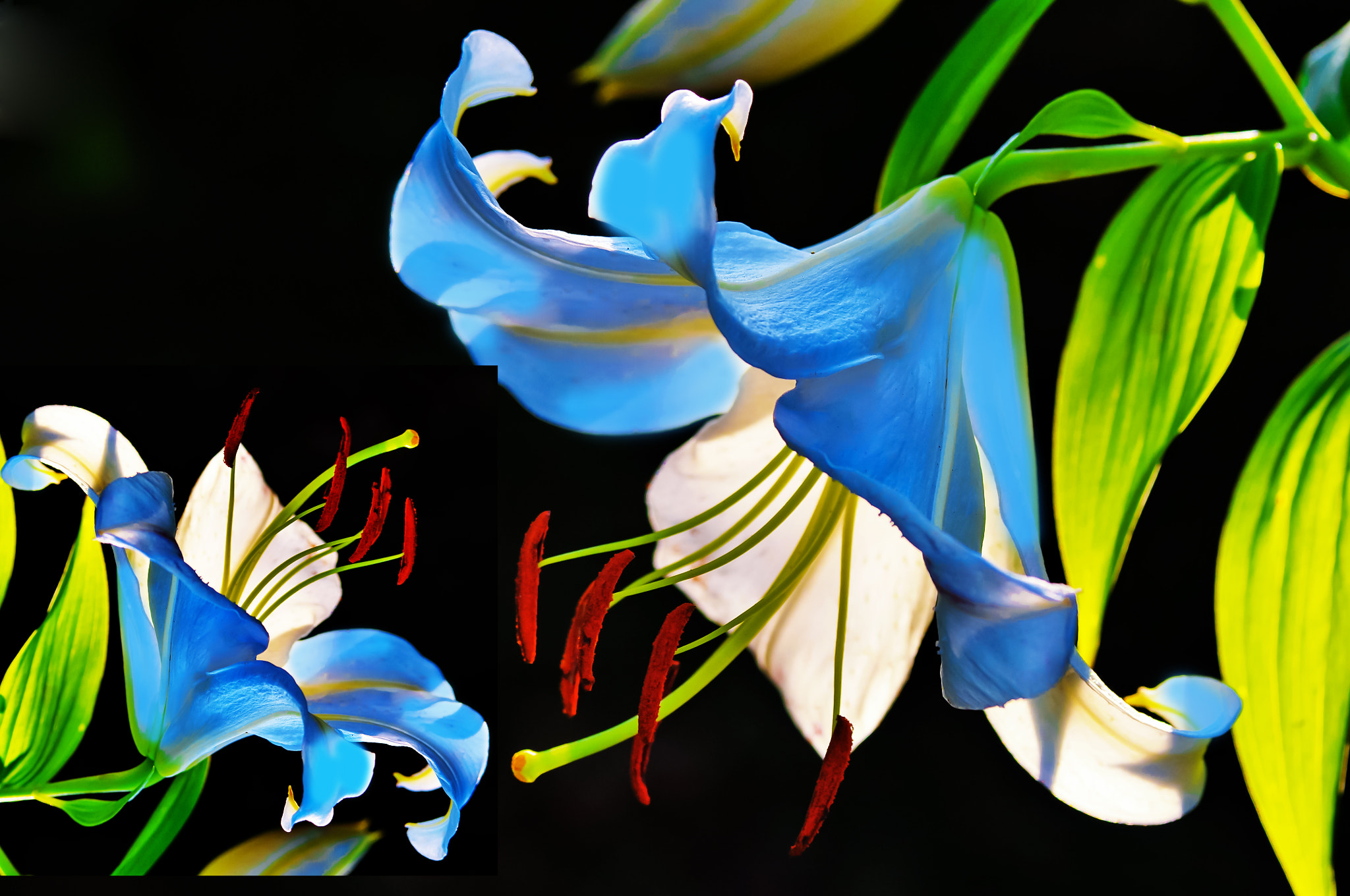 Nikon D300 + AF Micro-Nikkor 105mm f/2.8 sample photo. Лилии photography