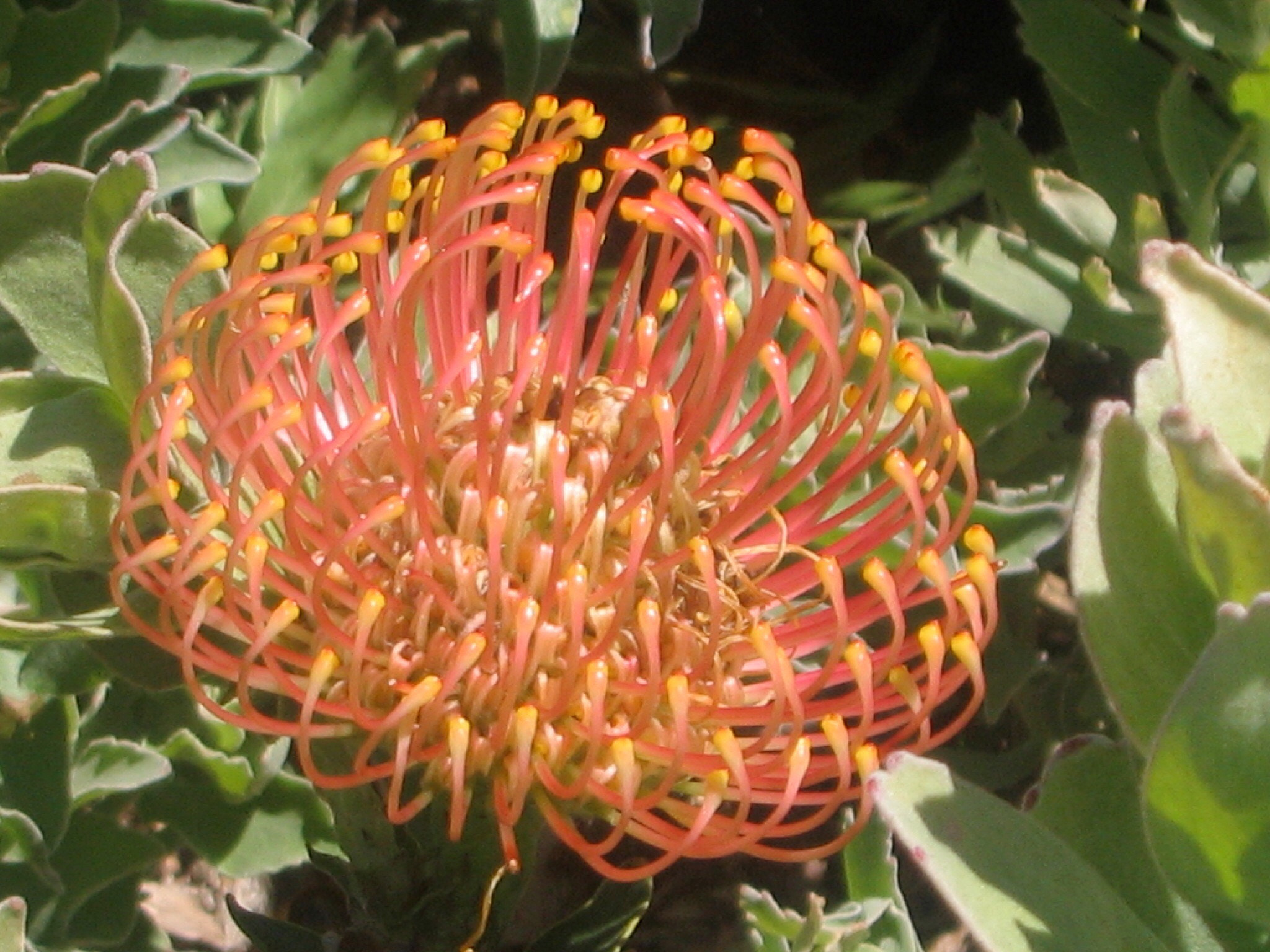 Canon POWERSHOT A75 sample photo. ______protea______ photography