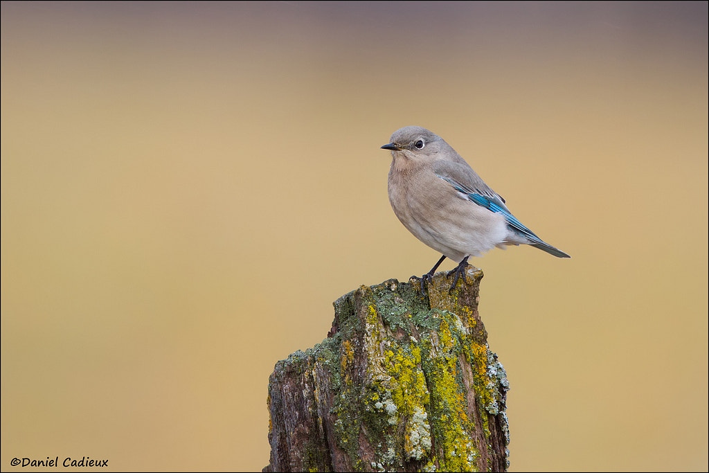 Canon EF 500mm F4L IS II USM sample photo. Mountain bluebird photography