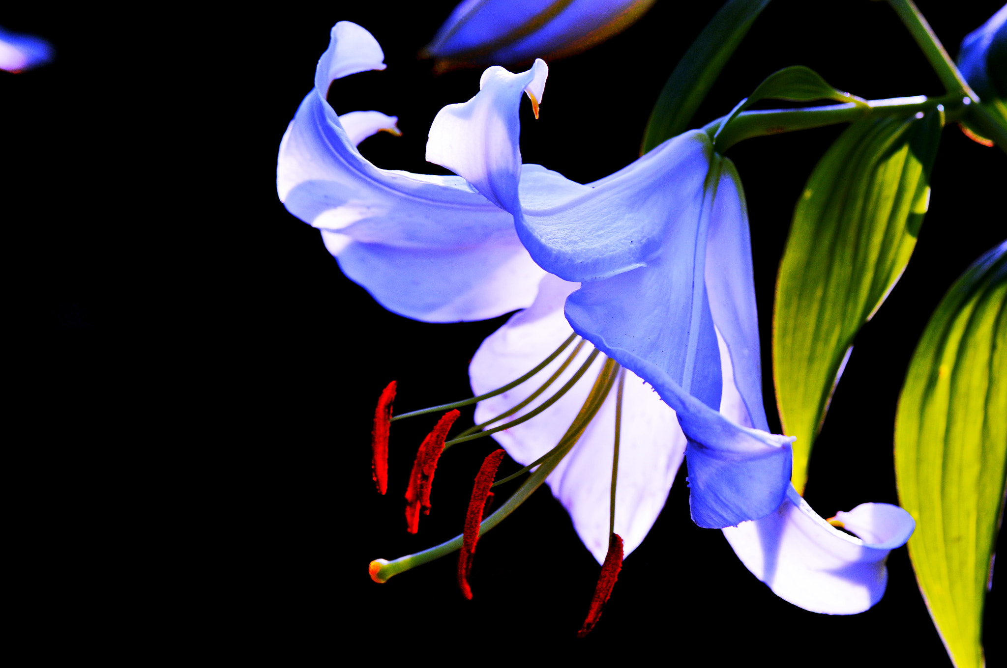 Nikon D300 + AF Micro-Nikkor 105mm f/2.8 sample photo. Лилия photography