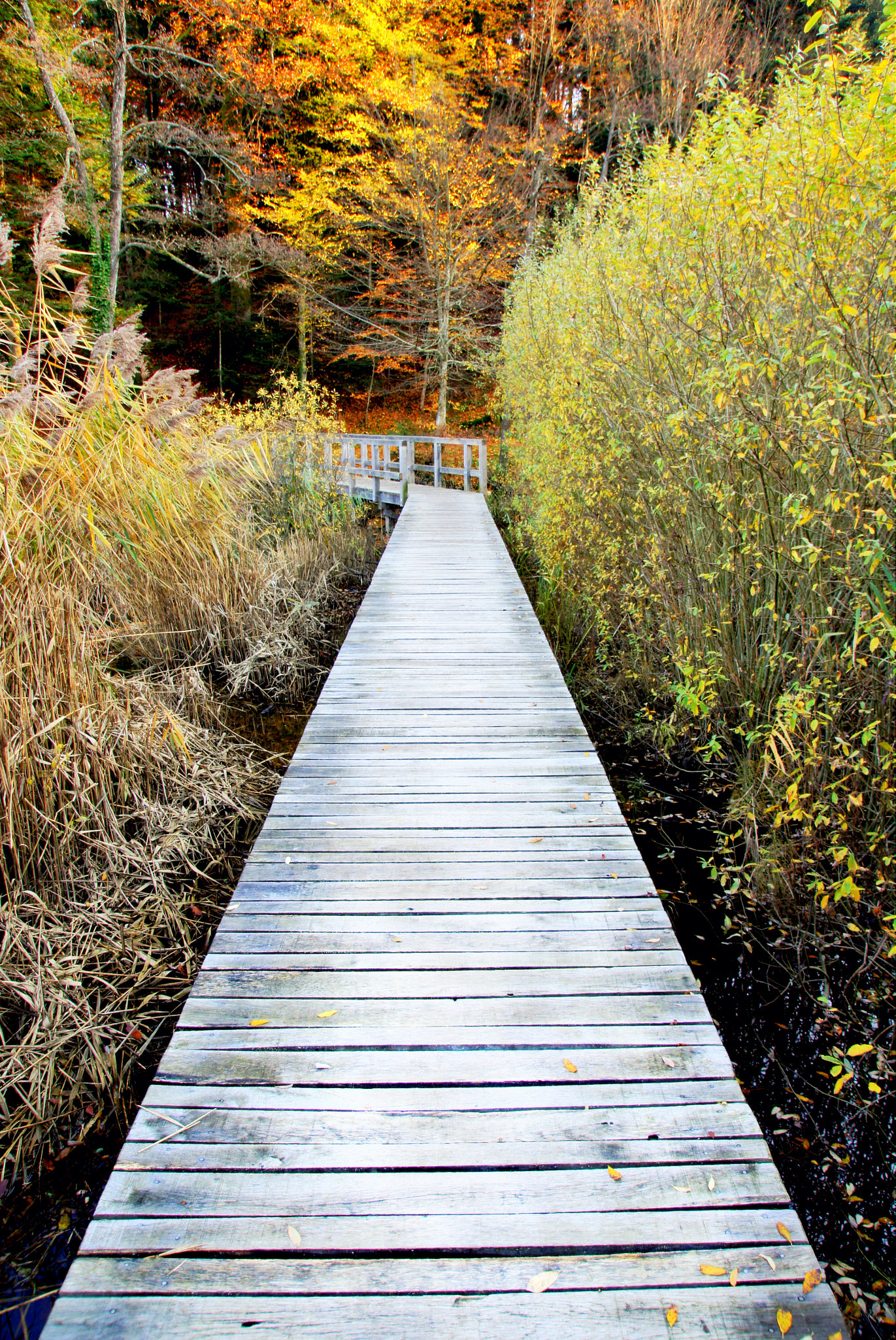 Sony Alpha DSLR-A580 sample photo. Autumn in croatia photography