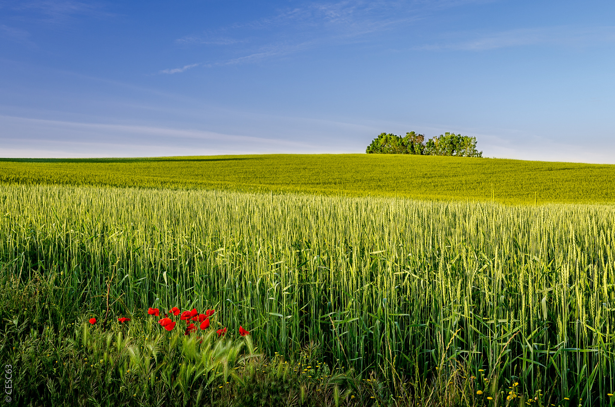 Nikon D5100 + Sigma 18-35mm F1.8 DC HSM Art sample photo. Pop of red photography