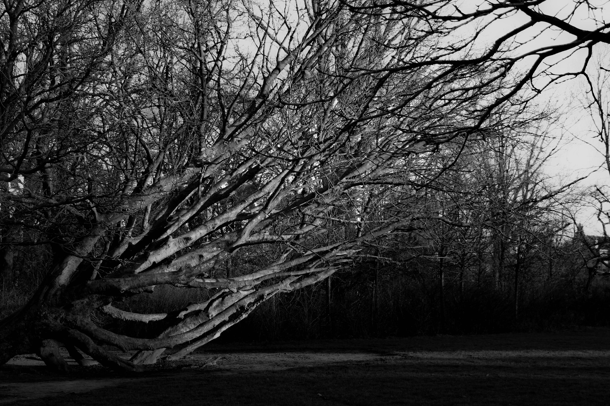 Canon EF-S 18-55mm F3.5-5.6 sample photo. Fallen tree photography