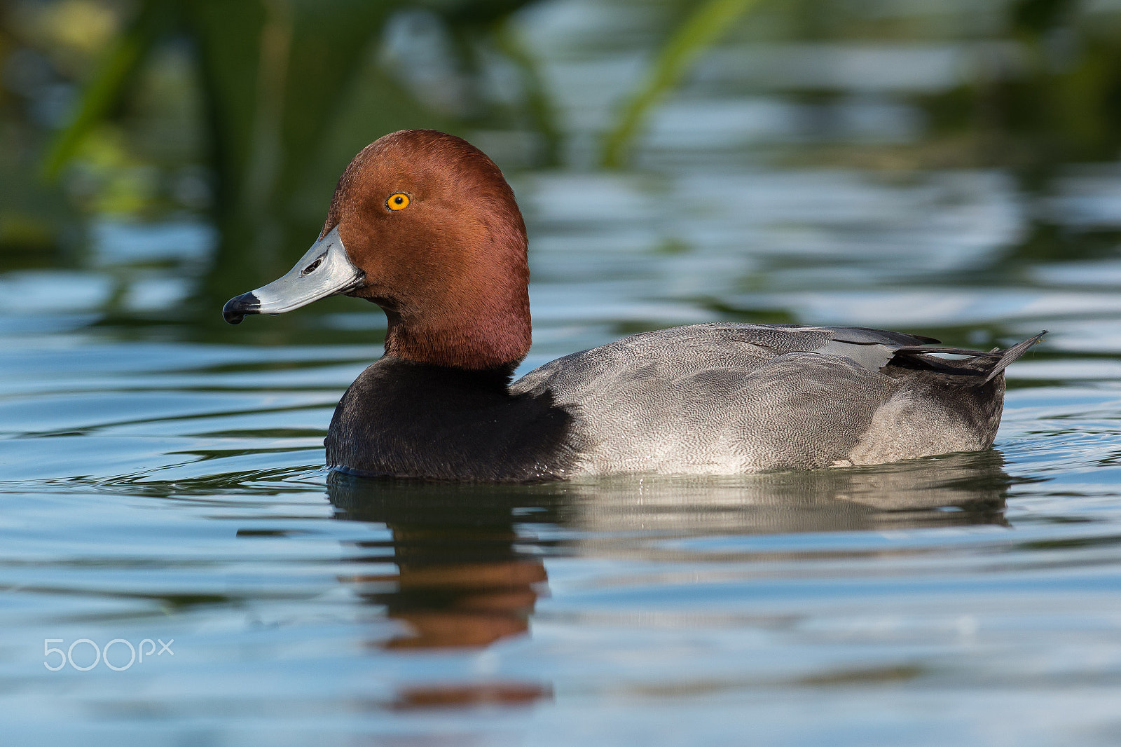 Nikon AF-S Nikkor 300mm F2.8G ED VR II sample photo. Redhead photography