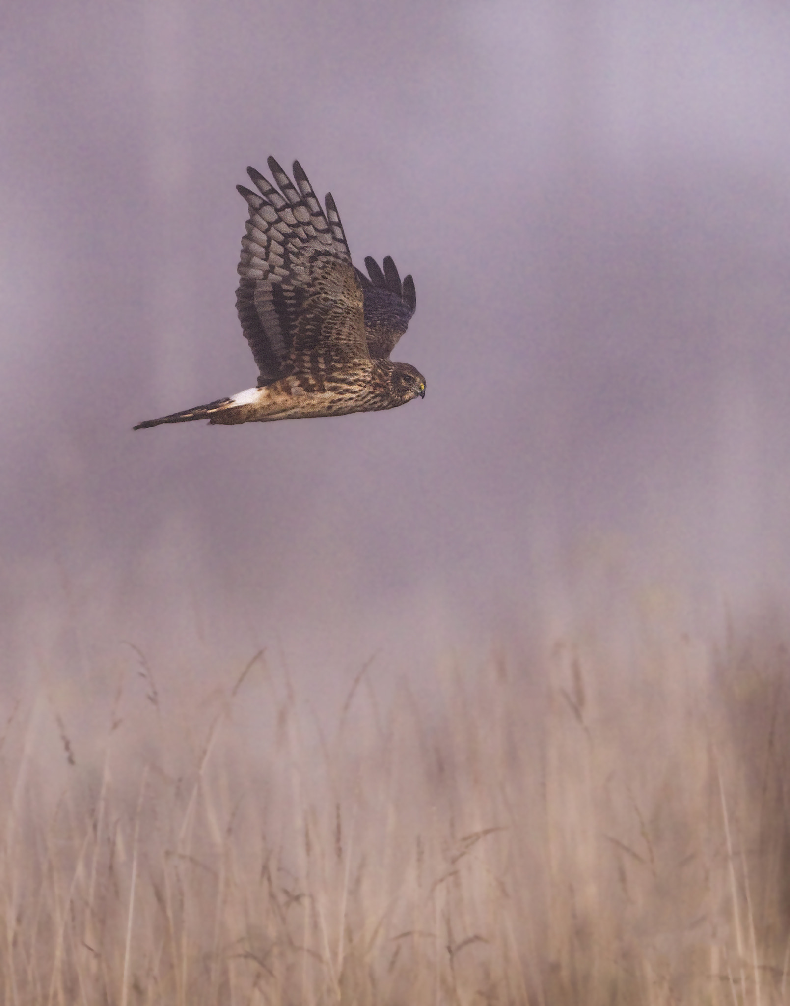 Canon EOS 50D + Canon EF 300mm F2.8L IS USM sample photo. Northern harrier in the fog photography