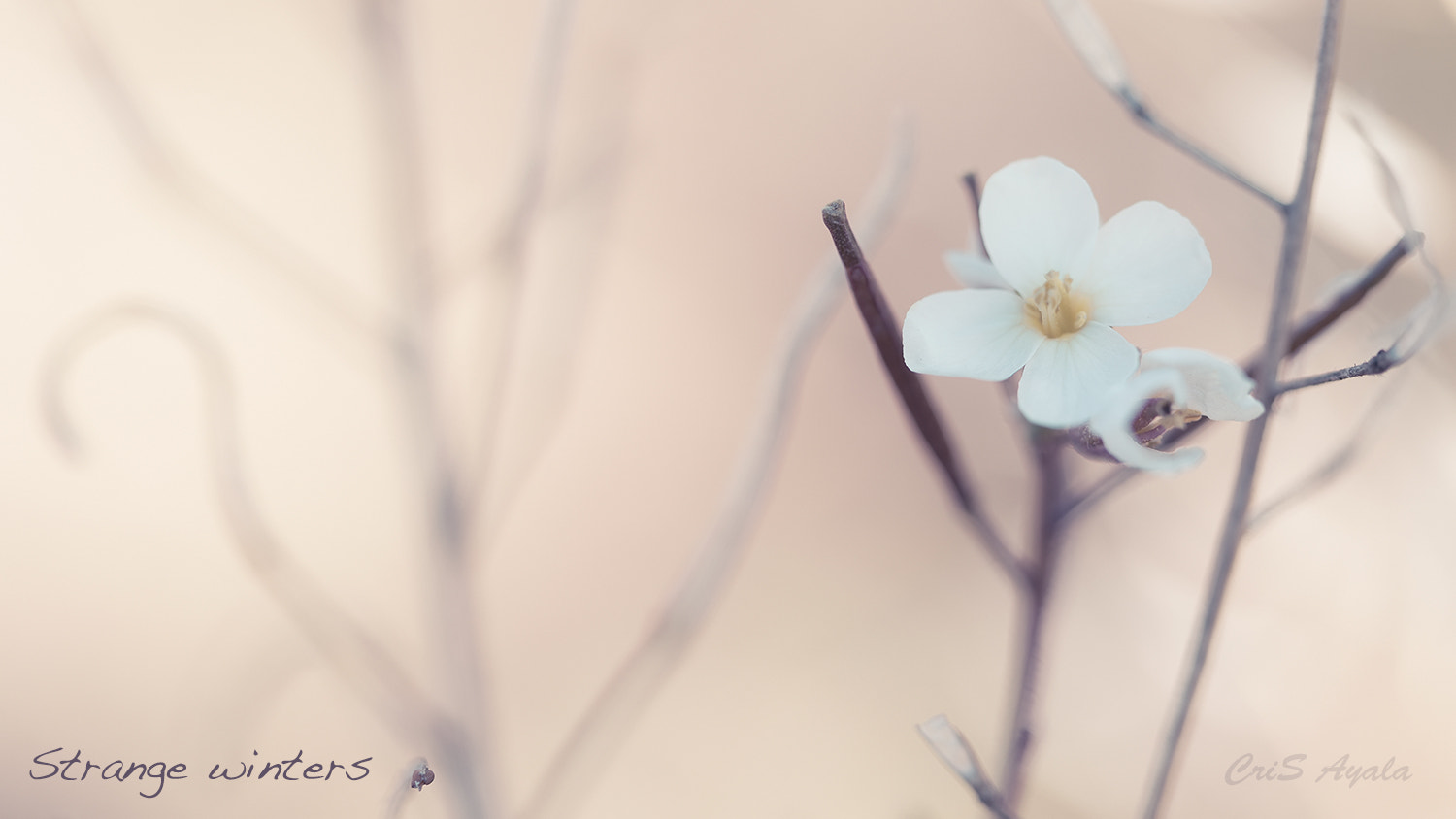 Nikon D4 sample photo. Strange winters photography