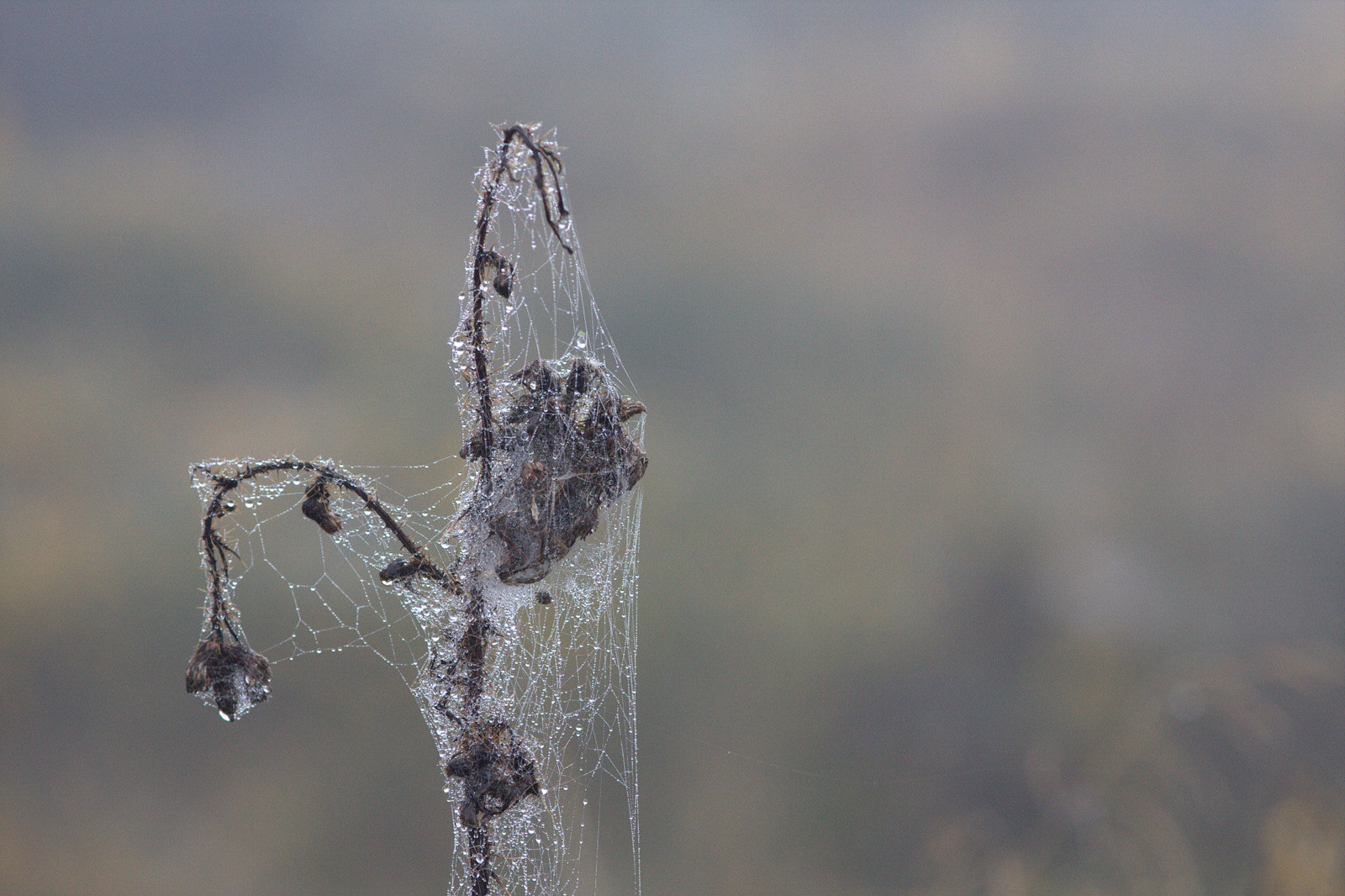 Canon EOS 40D + Canon EF 200mm F2.8L II USM sample photo. Wales photography