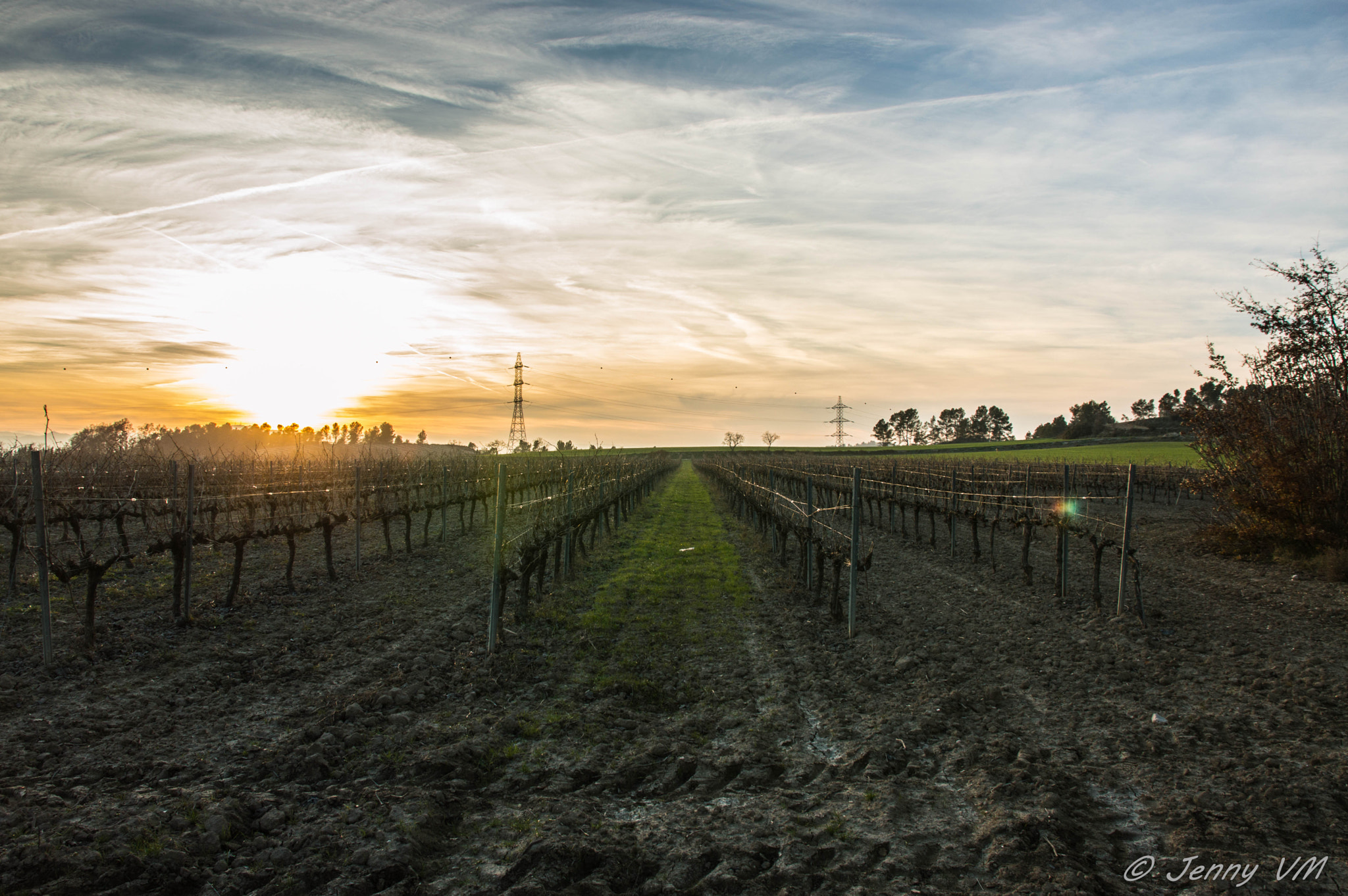 Sigma 17-70mm F2.8-4 DC Macro OS HSM | C sample photo. Vineyard photography