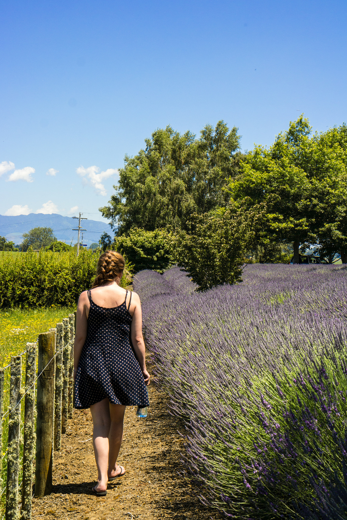 Samsung NX300 + NX 45mm F1.8 [T6] 2D/3D sample photo. Lavender walk photography