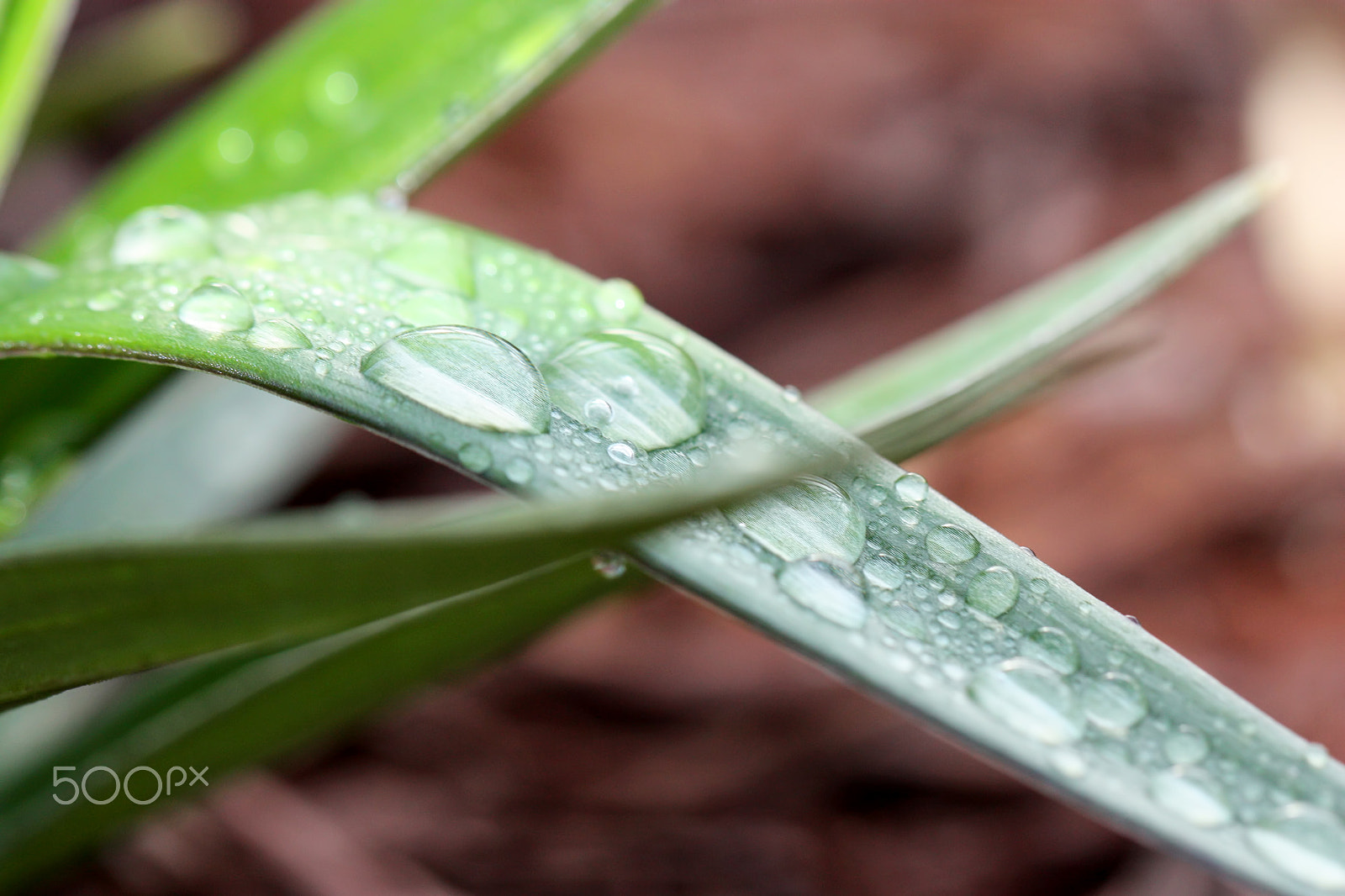 Canon EOS 450D (EOS Rebel XSi / EOS Kiss X2) sample photo. Dew drops photography