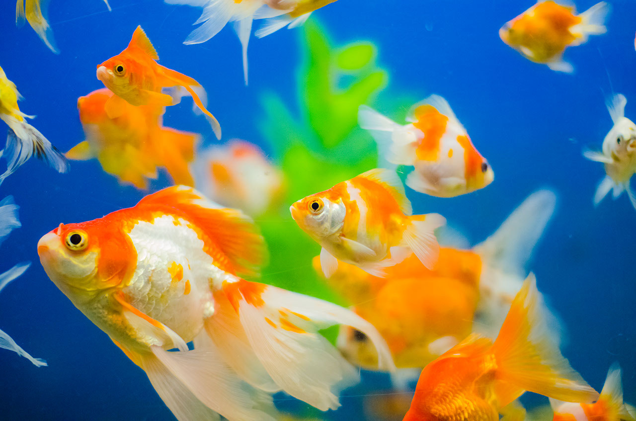 Nikon D7000 + Sigma 30mm F1.4 EX DC HSM sample photo. Goldfish photography