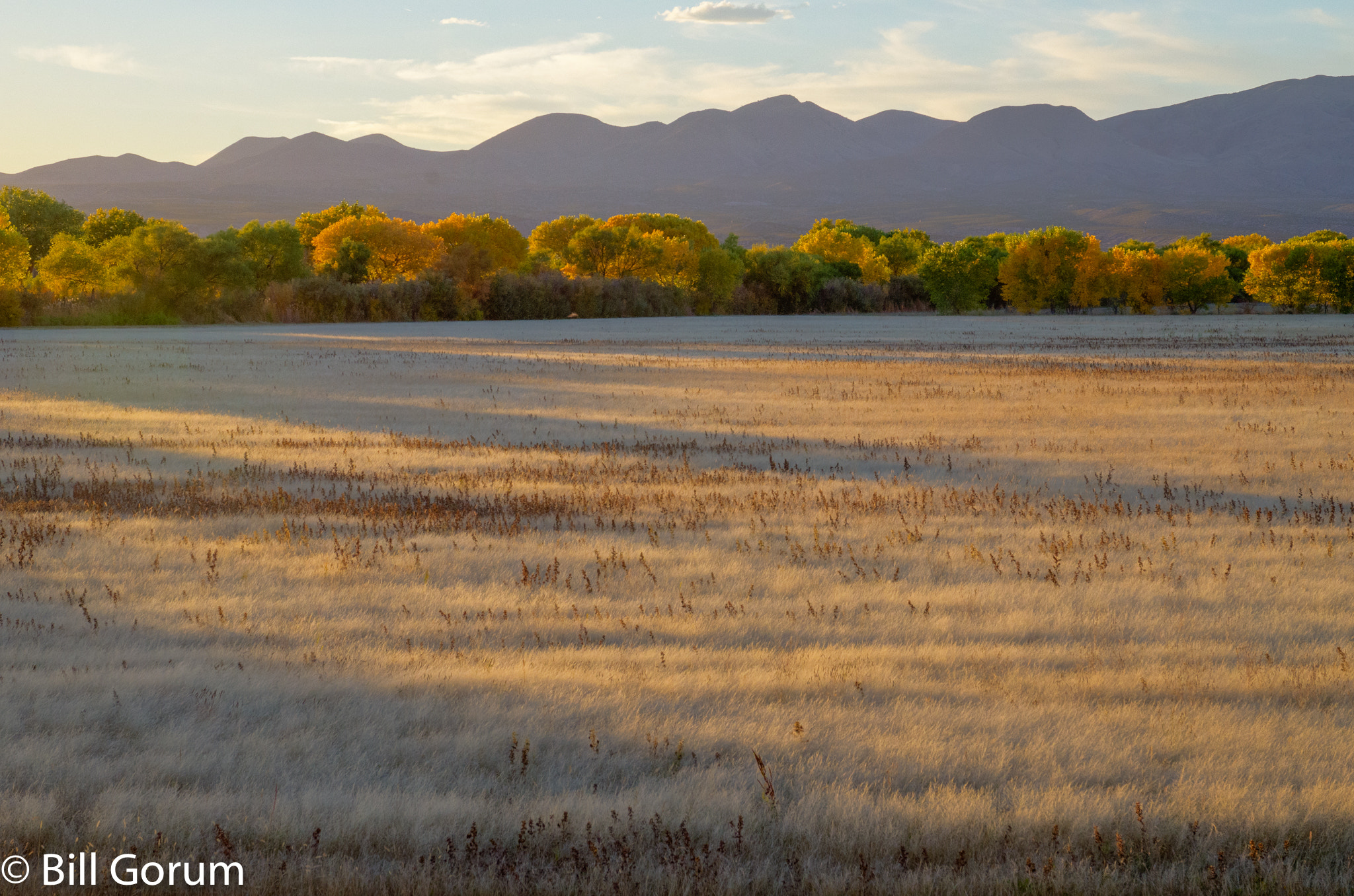 Nikon D7000 + AF-S Zoom-Nikkor 24-85mm f/3.5-4.5G IF-ED sample photo. Autumn at bosque del apache nwr, new mexico. photography