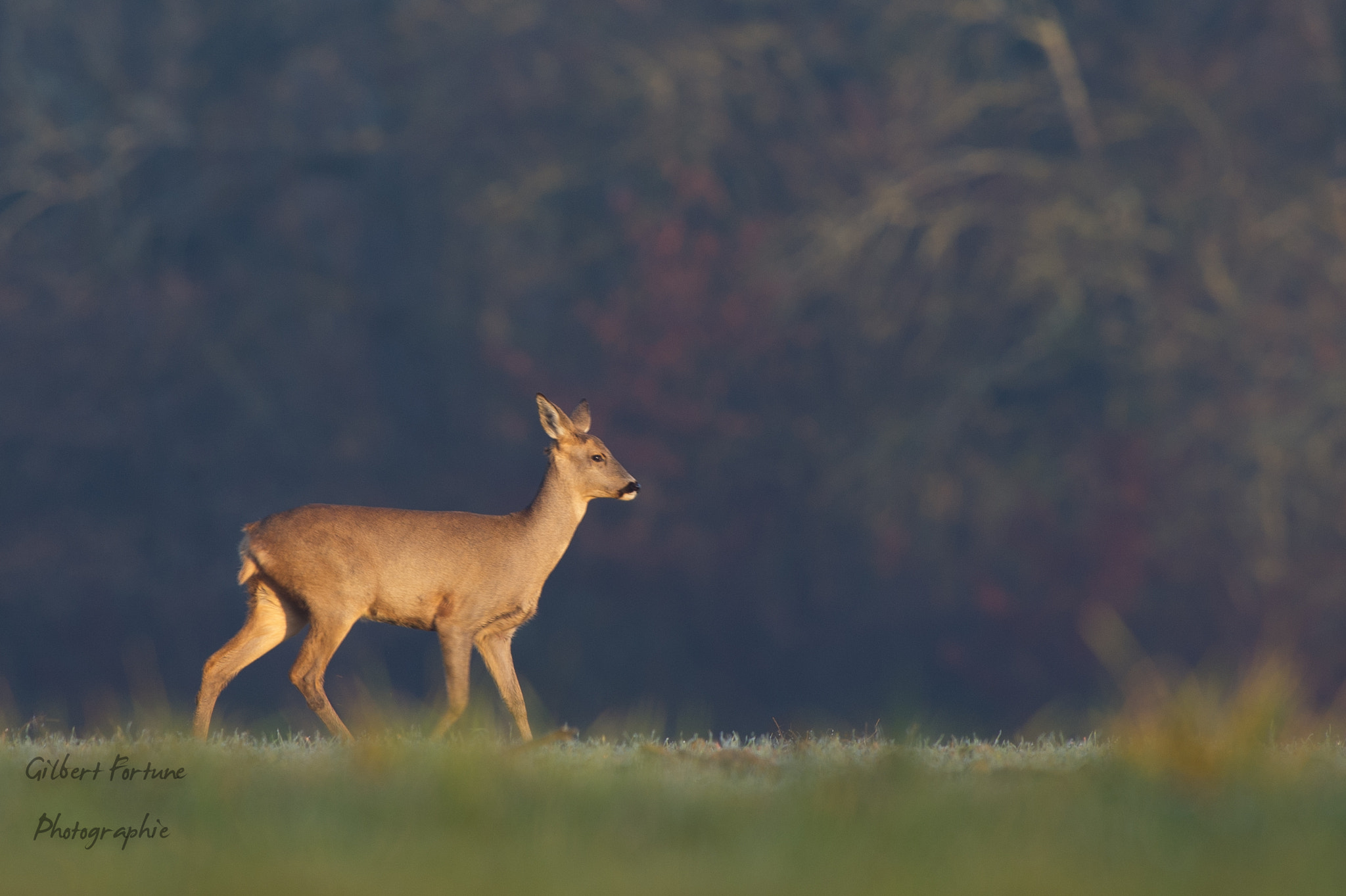 Nikon AF-S Nikkor 300mm F2.8G ED VR II sample photo. Ambiance photography