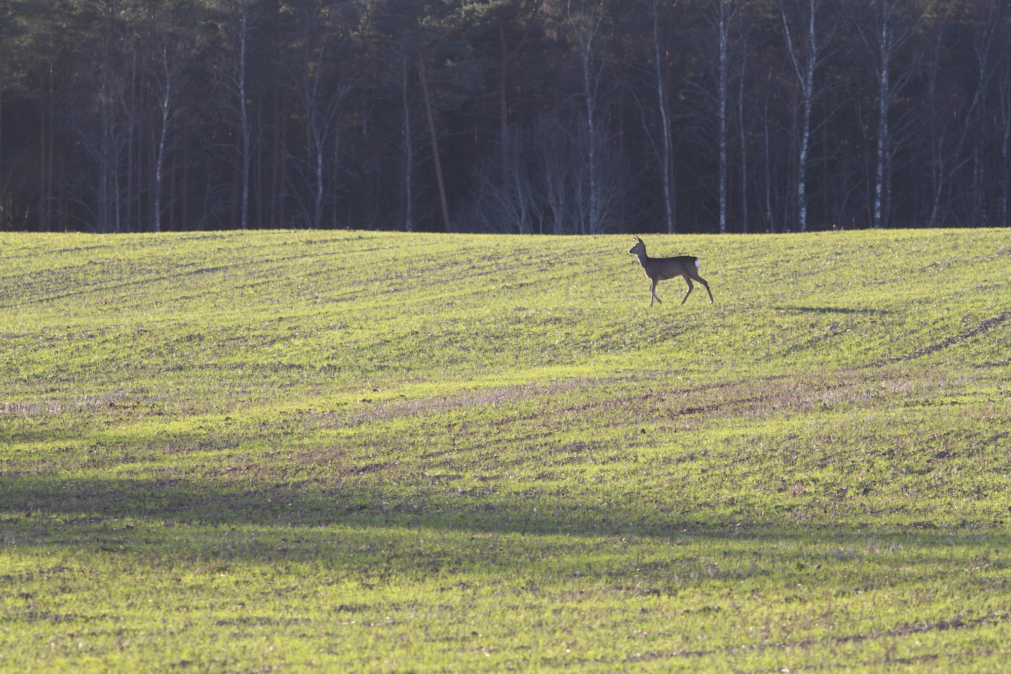 Canon EOS 500D (EOS Rebel T1i / EOS Kiss X3) + Canon EF 300mm F4L IS USM sample photo. Green land photography