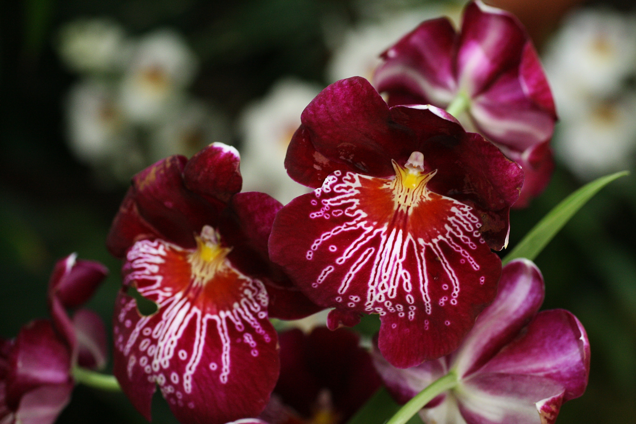 Sigma 50mm f/1.4 EX DG HSM + 1.4x sample photo. Miltonia orchid photography