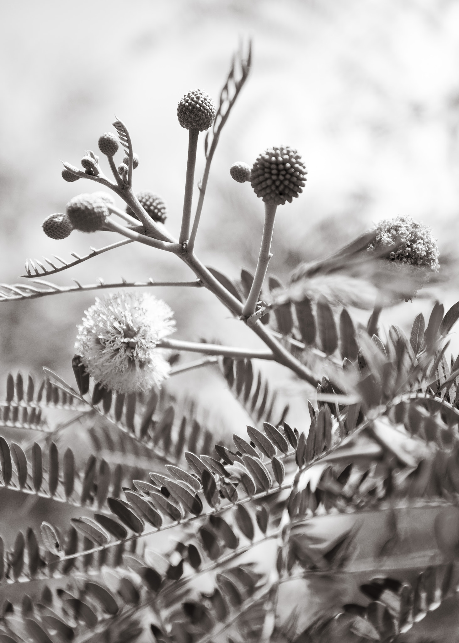 Pentax smc DA 17-70mm F4.0 AL (IF) SDM sample photo. Duotone texture nature photography