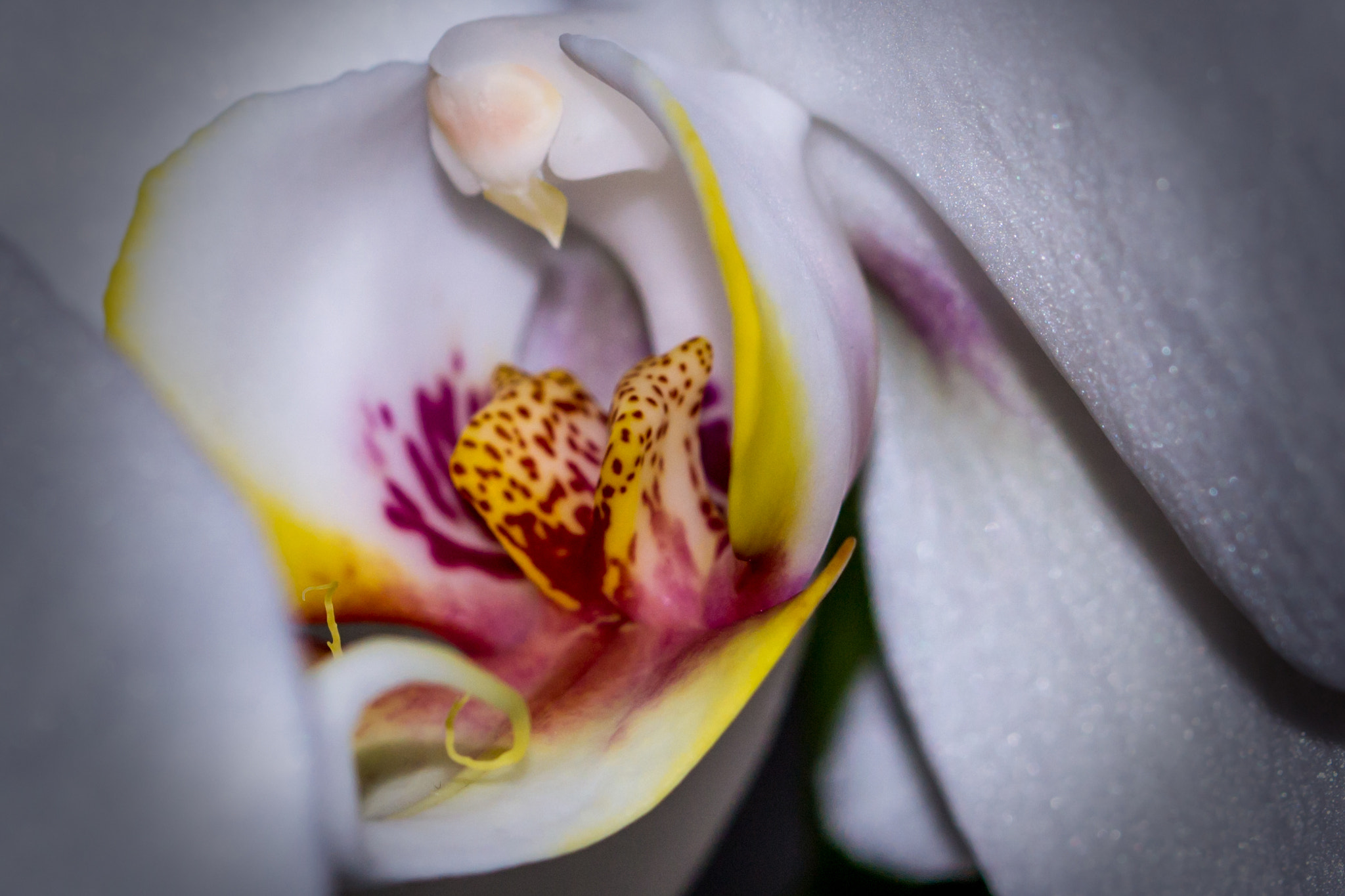 Nikon D3100 + Tamron SP 90mm F2.8 Di VC USD 1:1 Macro (F004) sample photo. Coeur d orchidee photography