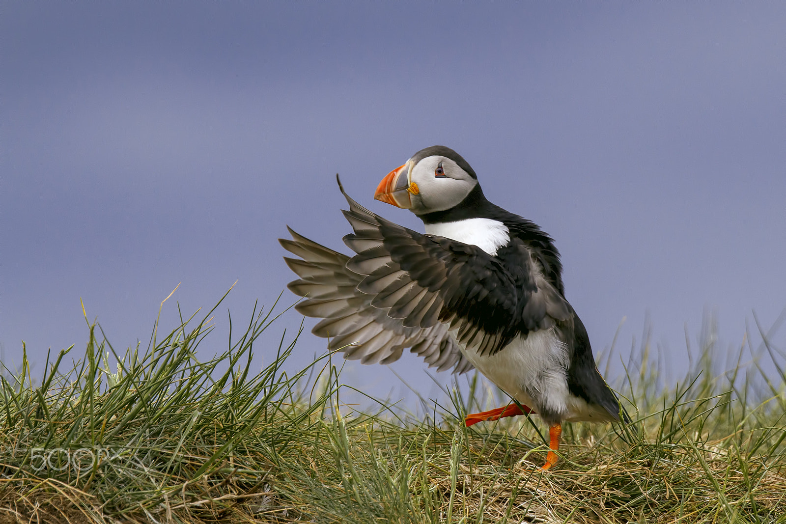 Canon EOS 7D + Canon EF 300mm F2.8L IS II USM sample photo. The aspiring conductor photography