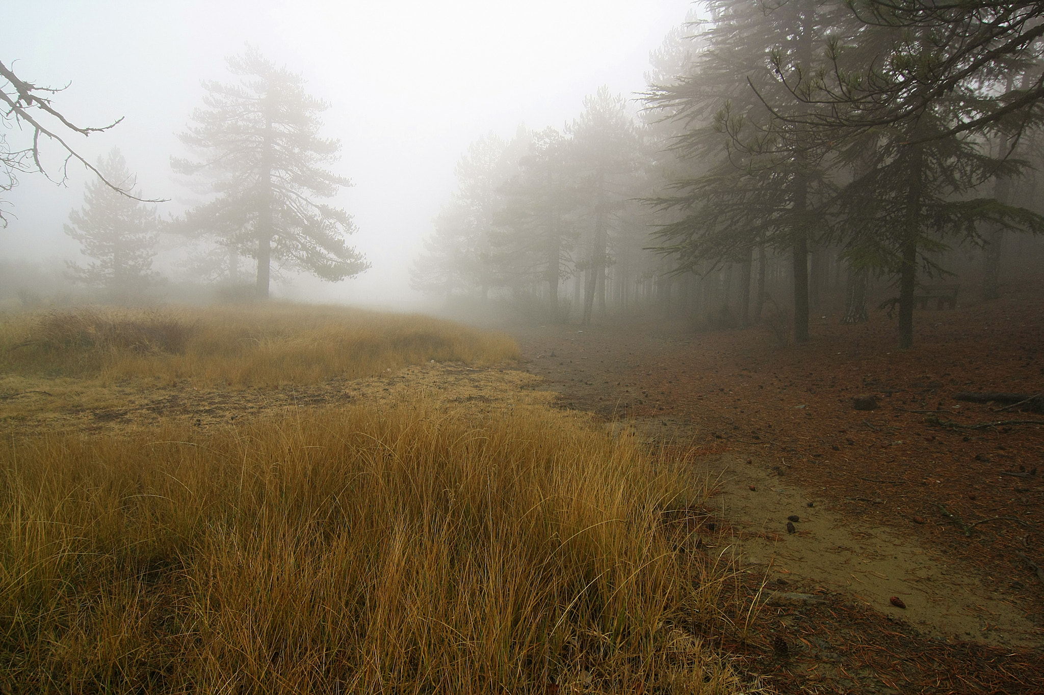 Tokina AT-X Pro 12-24mm F4 (IF) DX sample photo. Pure beauty photography