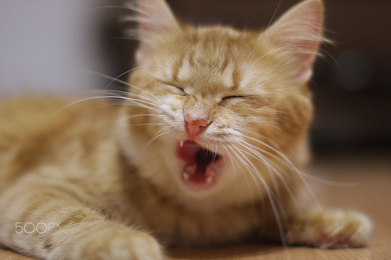 Sigma 50mm F1.4 EX DG HSM sample photo. That was tasty )) photography