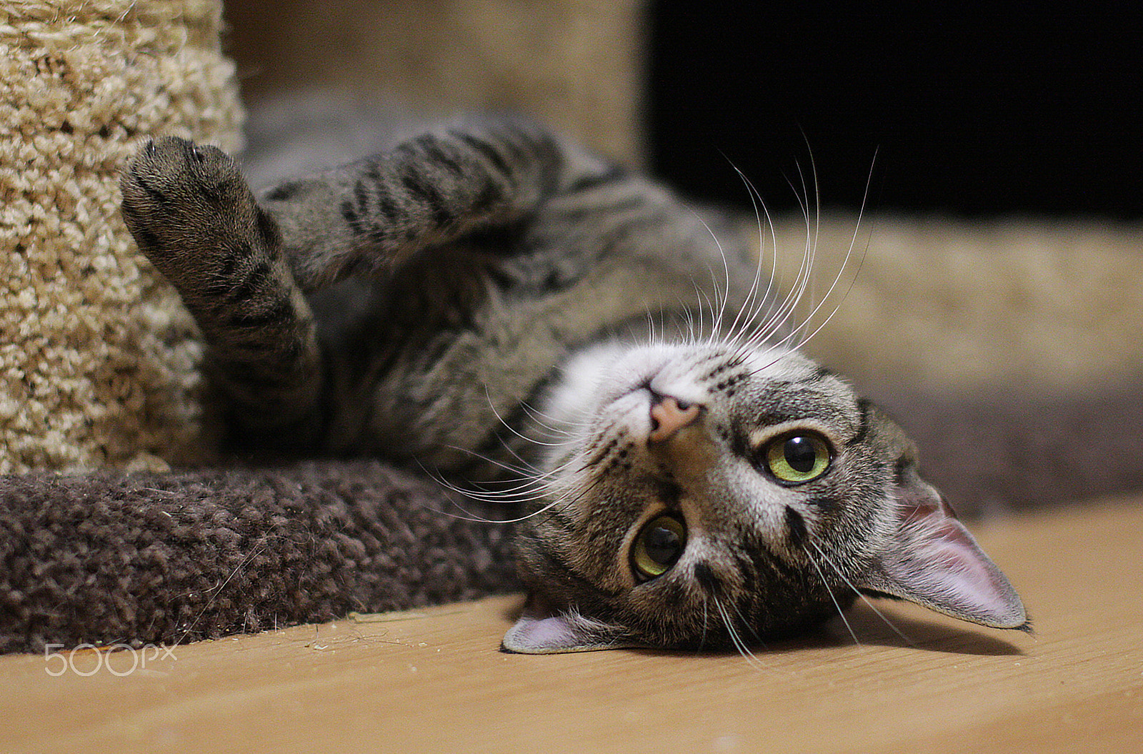Sigma 50mm F1.4 EX DG HSM sample photo. Dreaming photography