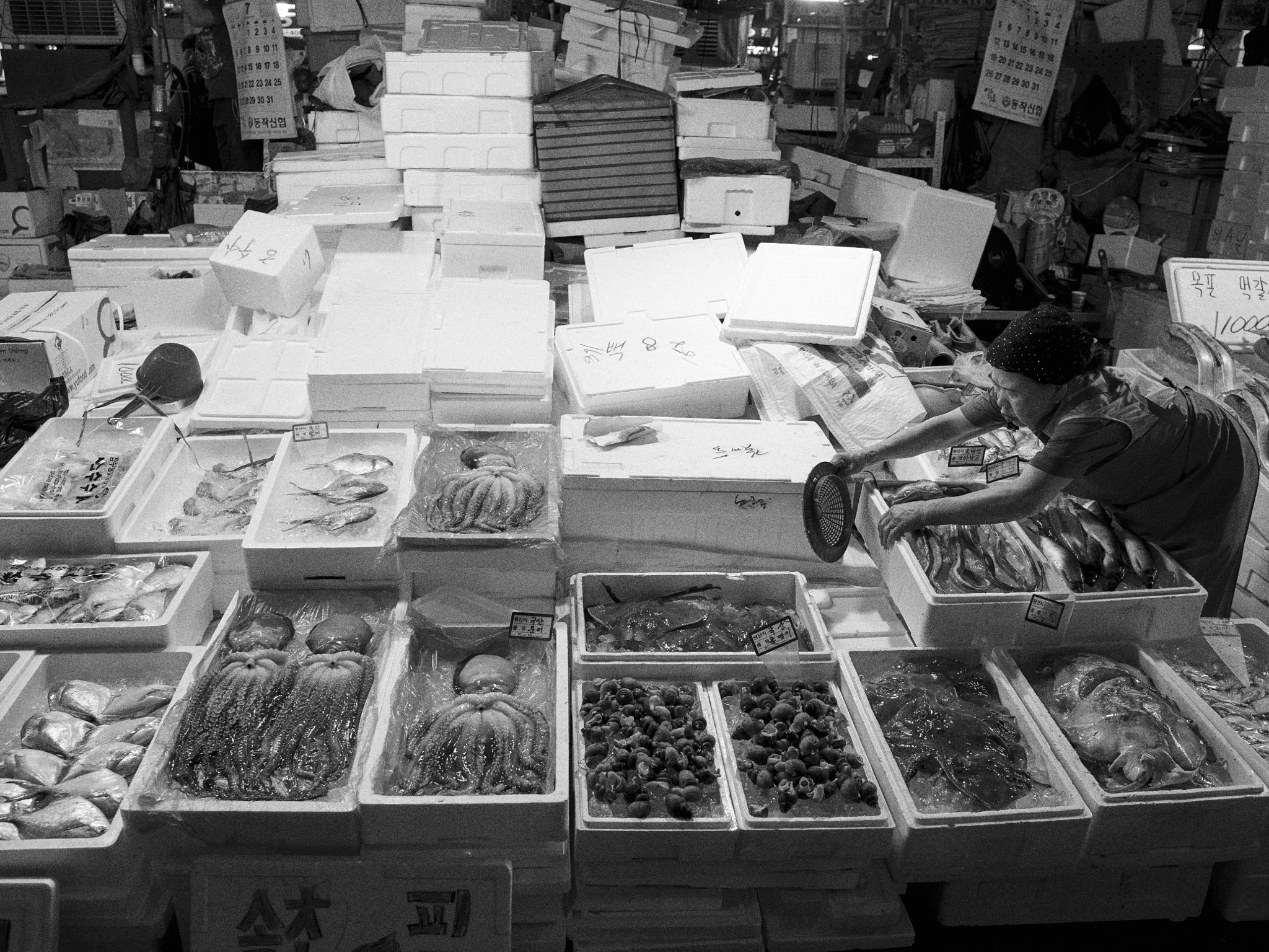 Phase One IQ150 sample photo. Noryangjin fisheries wholesale market photography