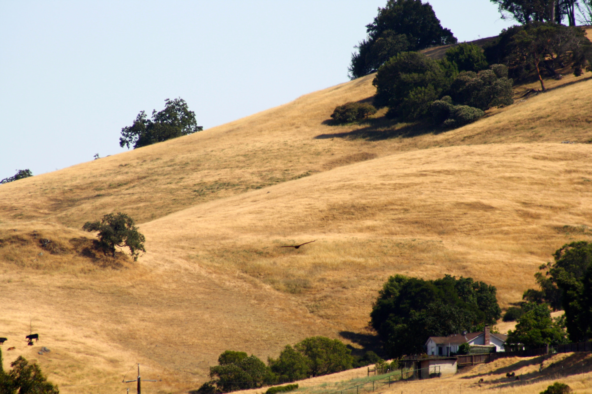 Canon EF 75-300mm f/4-5.6 USM sample photo. Hills of gold photography