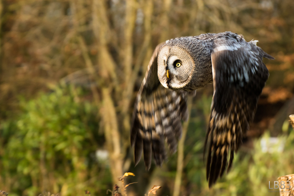 Canon EOS 7D Mark II + Tamron SP 70-300mm F4-5.6 Di VC USD sample photo. Great grey owl in flight photography