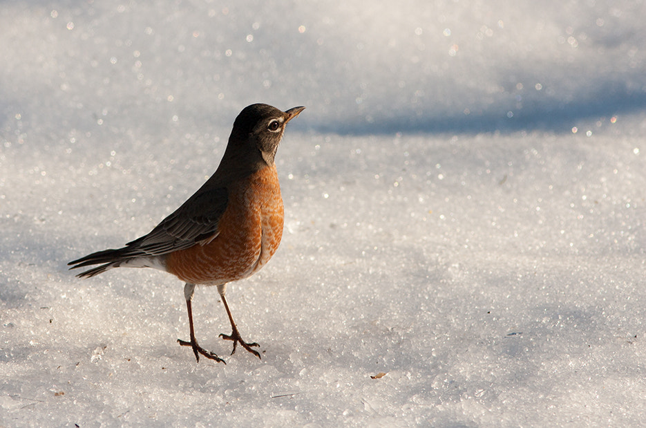 Canon EOS 40D + Canon EF 300mm F4L IS USM sample photo. Robin on the snow photography